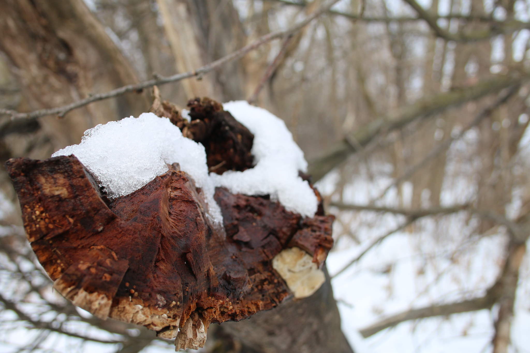 Canon EF-S 18-55mm F3.5-5.6 II sample photo. Mine photography