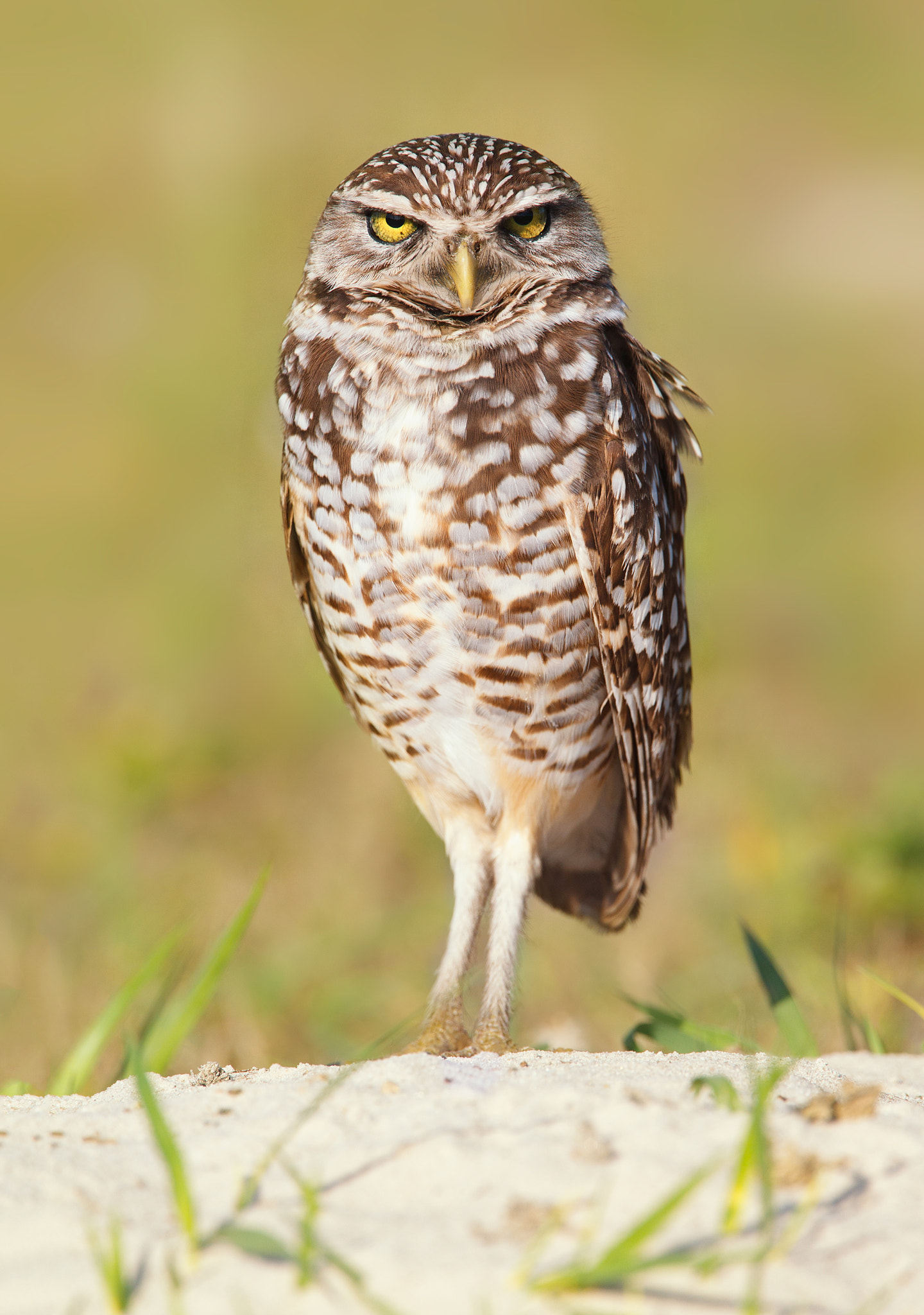 Canon EF 500mm F4L IS USM sample photo. Burrowing owl photography