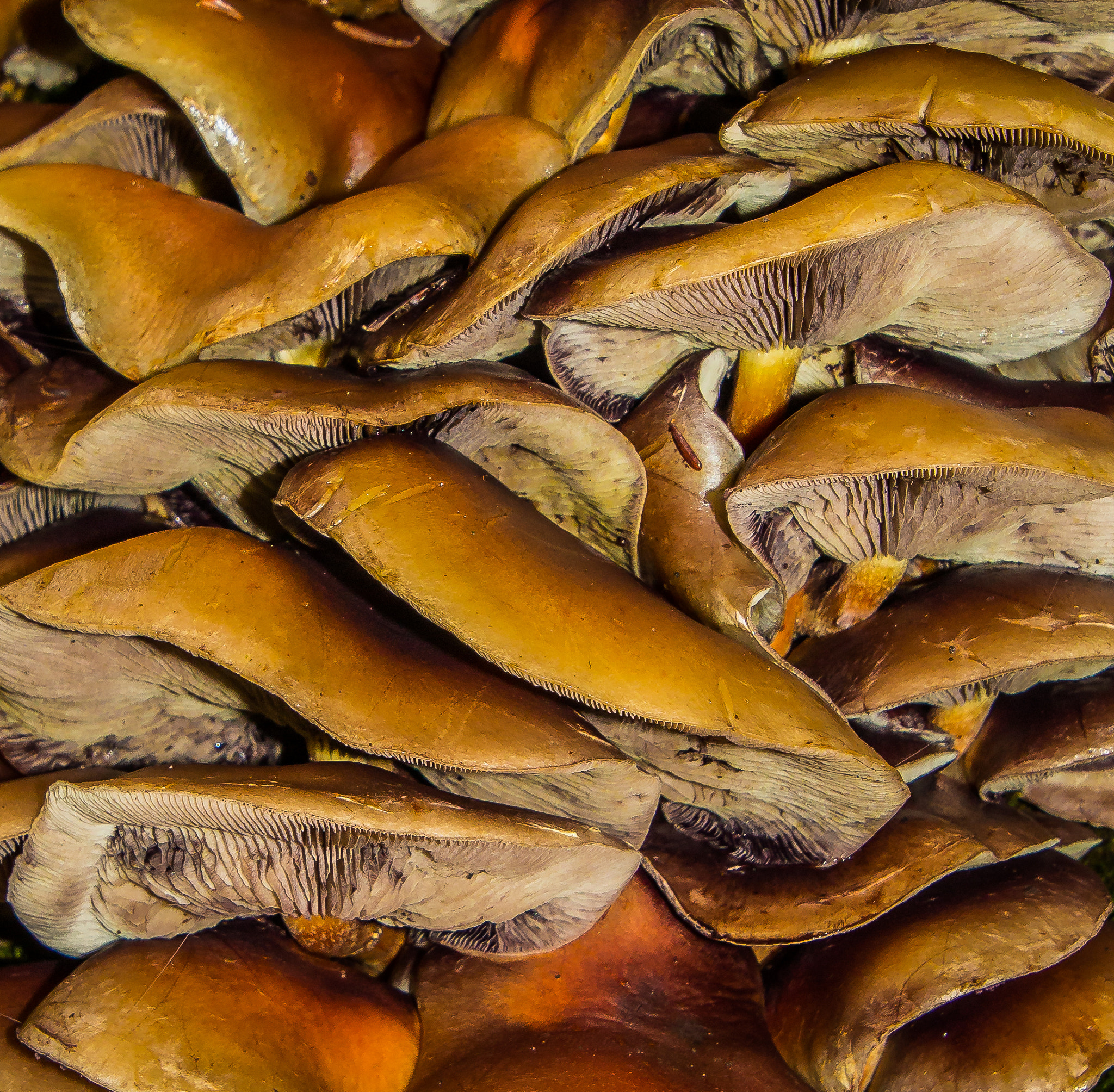 Canon EOS 100D (EOS Rebel SL1 / EOS Kiss X7) sample photo. Mushrooms photography