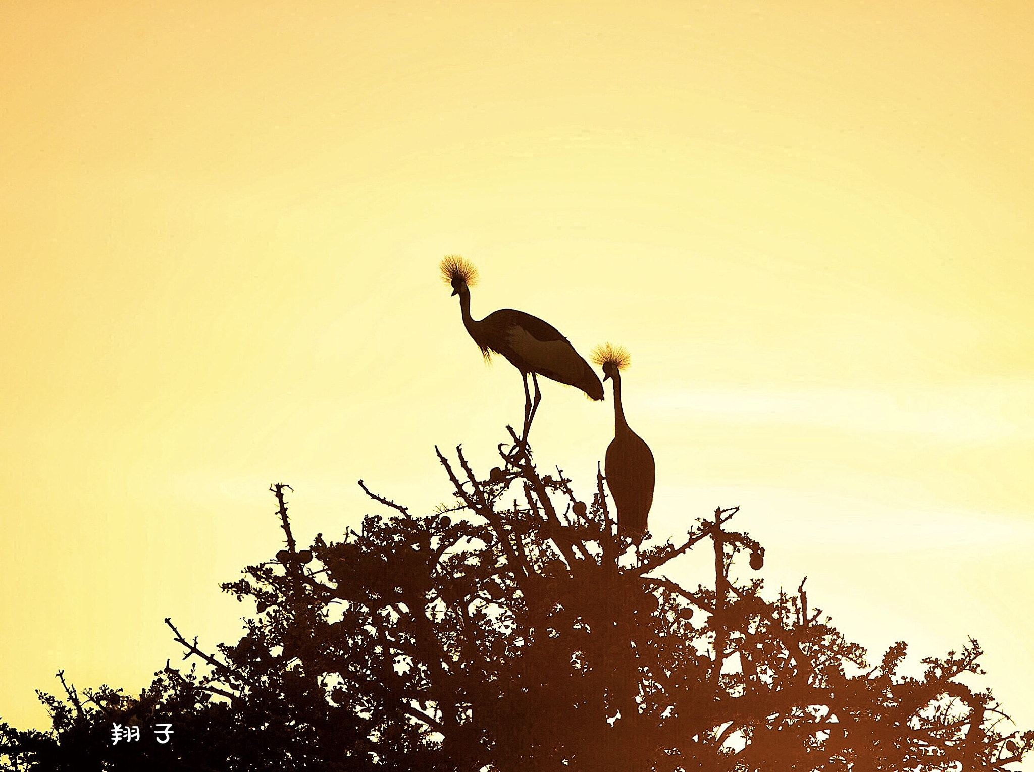 Canon EOS-1D X + Canon EF 500mm F4L IS USM sample photo. Warm morning photography