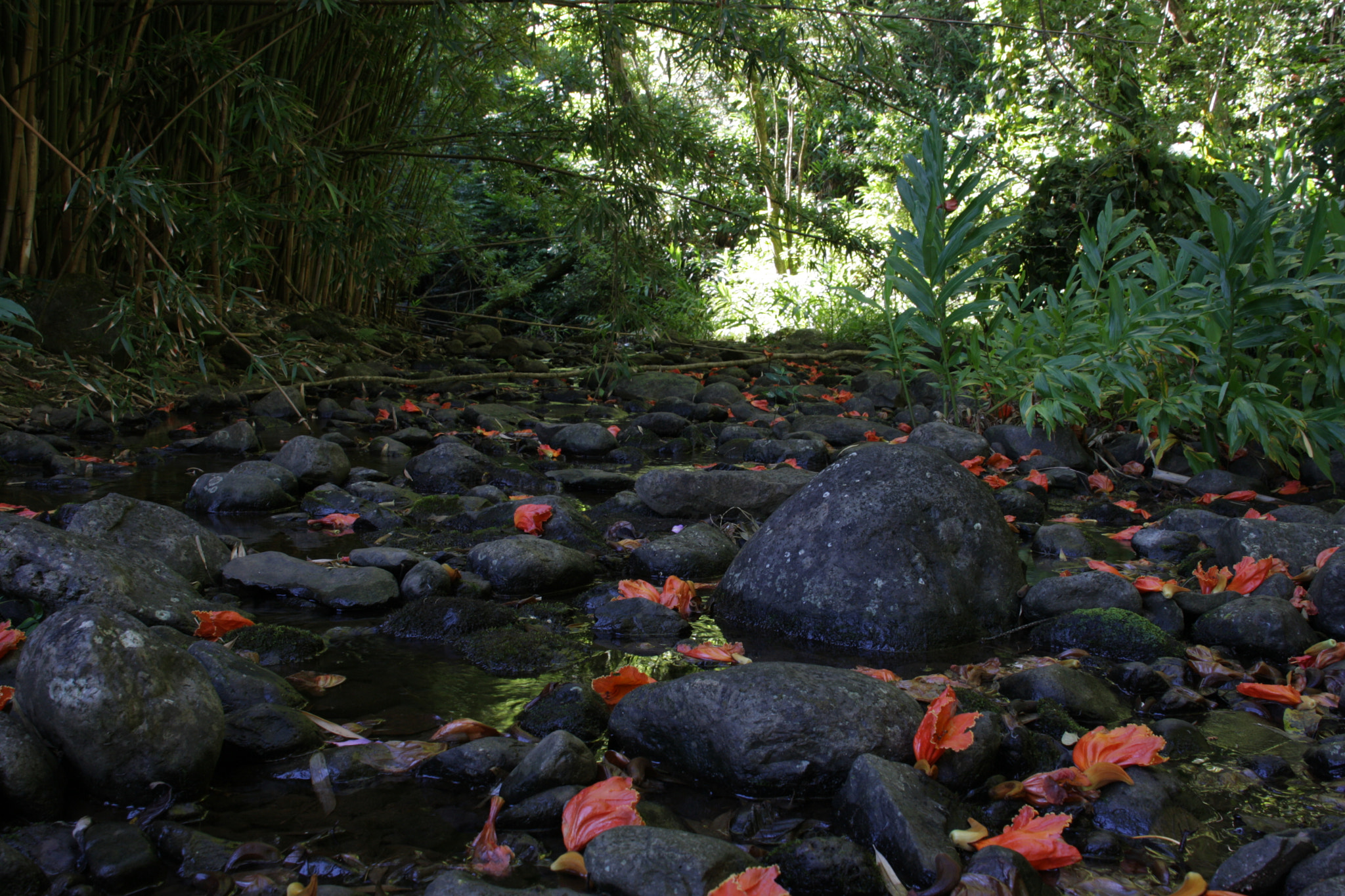 Canon EOS 1000D (EOS Digital Rebel XS / EOS Kiss F) sample photo. Maui flowers photography