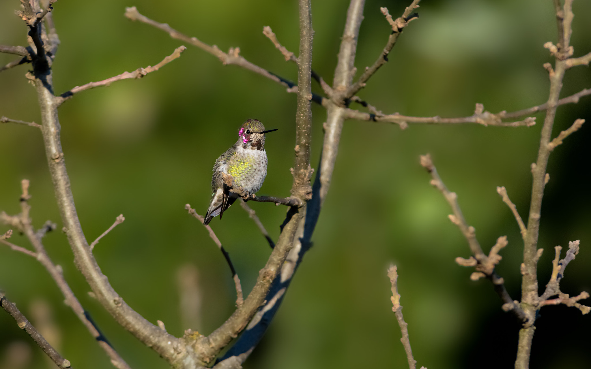Nikon D610 sample photo. Anna hummingbird photography
