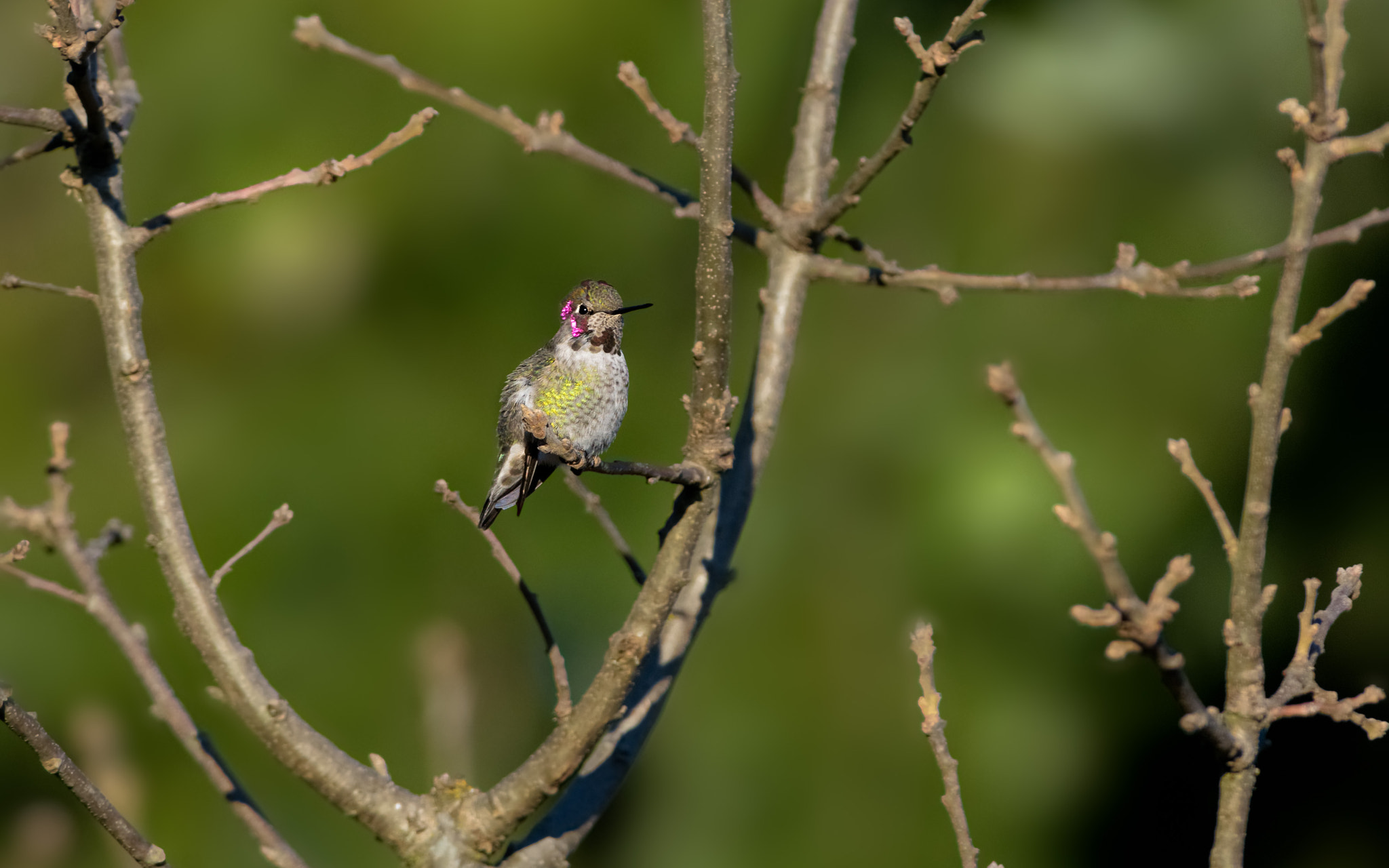 Nikon D610 + Nikon AF-S Nikkor 300mm F4D ED-IF sample photo. Anna hummingbird photography
