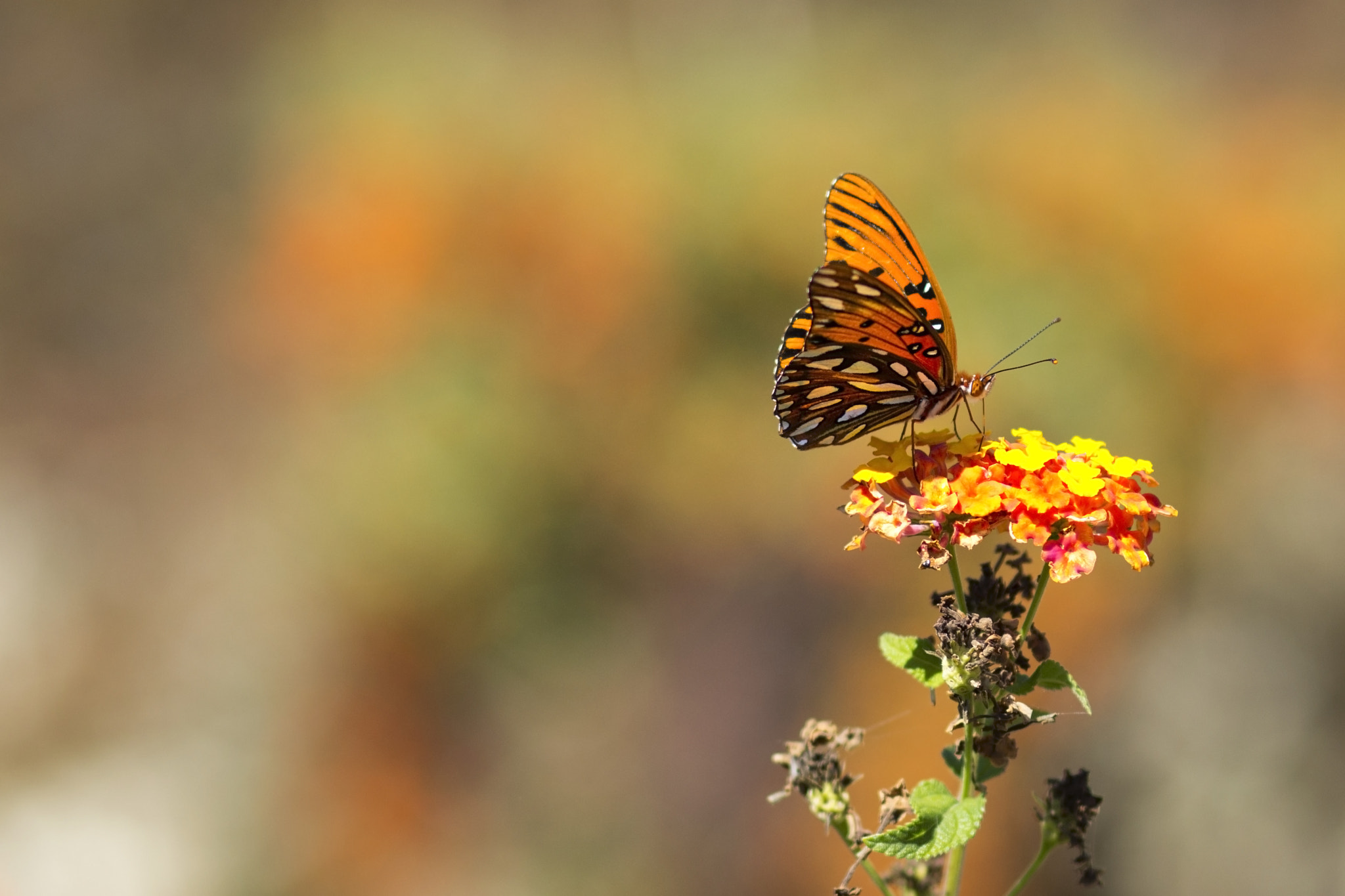 Canon EF 85mm F1.8 USM sample photo. Butterfly photography