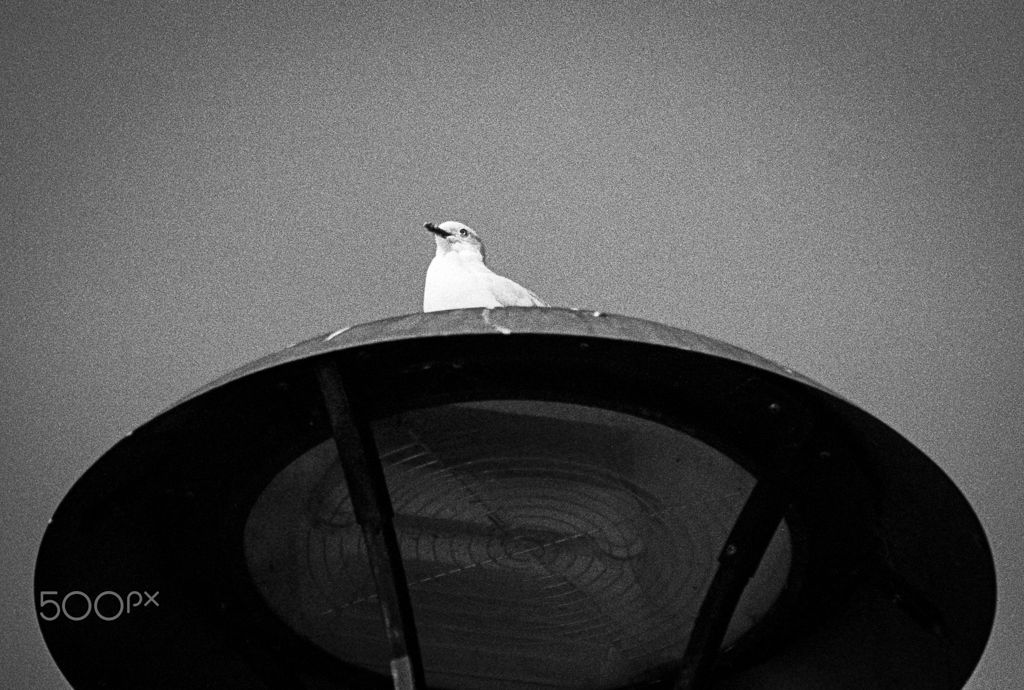Seagull Overlord