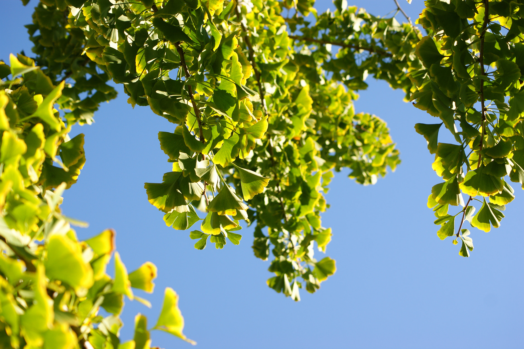 Sony DT 55-200mm F4-5.6 SAM sample photo. Gingko heavenward photography