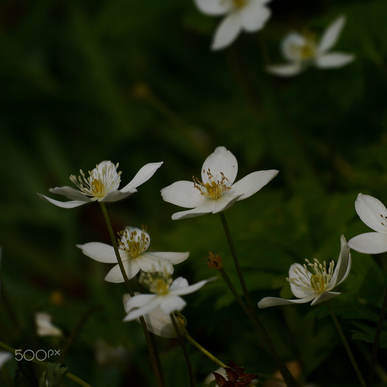 Panasonic Lumix G X Vario PZ 45-175mm F4.0-5.6 ASPH OIS sample photo. 野辺に咲く photography