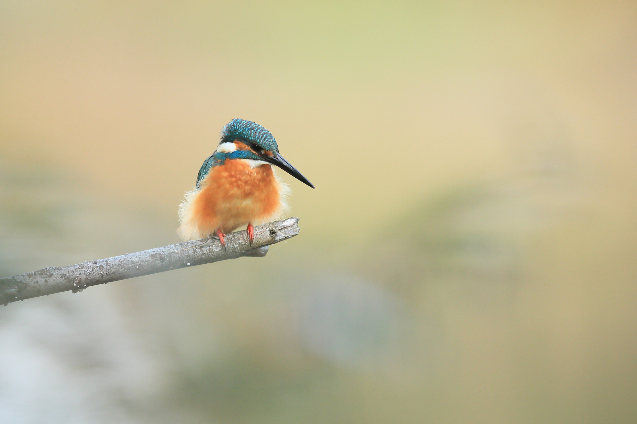 Canon EF 400mm F2.8L IS II USM sample photo. カワセミ kingfisher photography