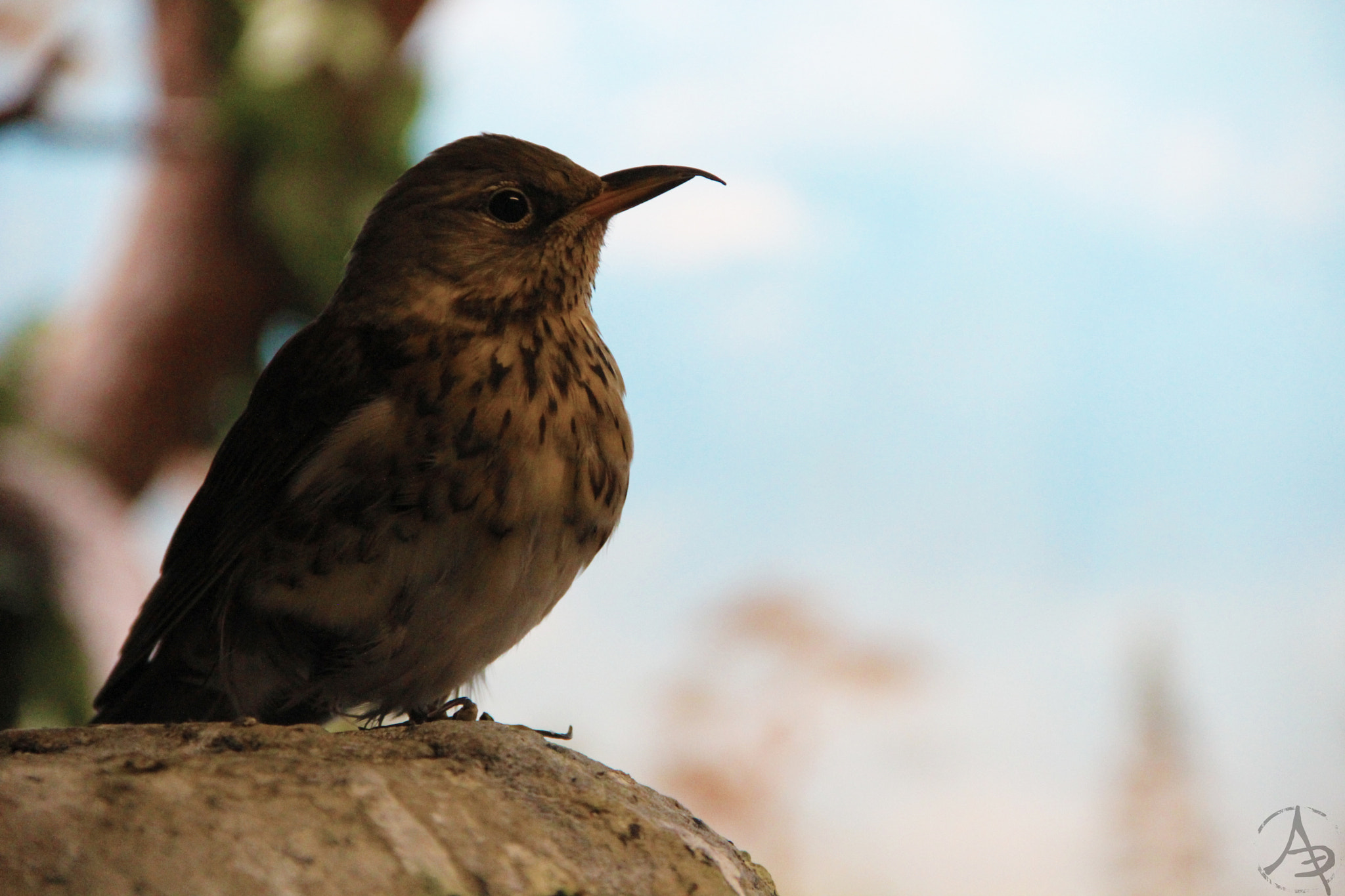 v2?sig=dac5c214e3f3719a206a81fe9f792de615c1199c5297185f2a0d62262baf1c8f