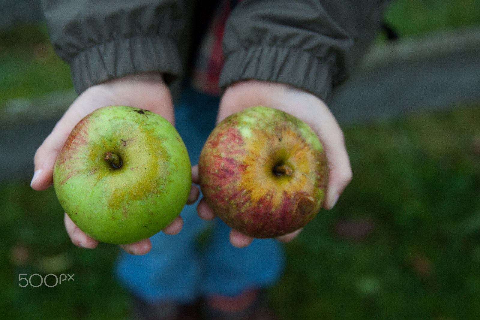 Canon EF 24-70mm F2.8L II USM sample photo. Young boy holding and eating apple, autumn garden photography