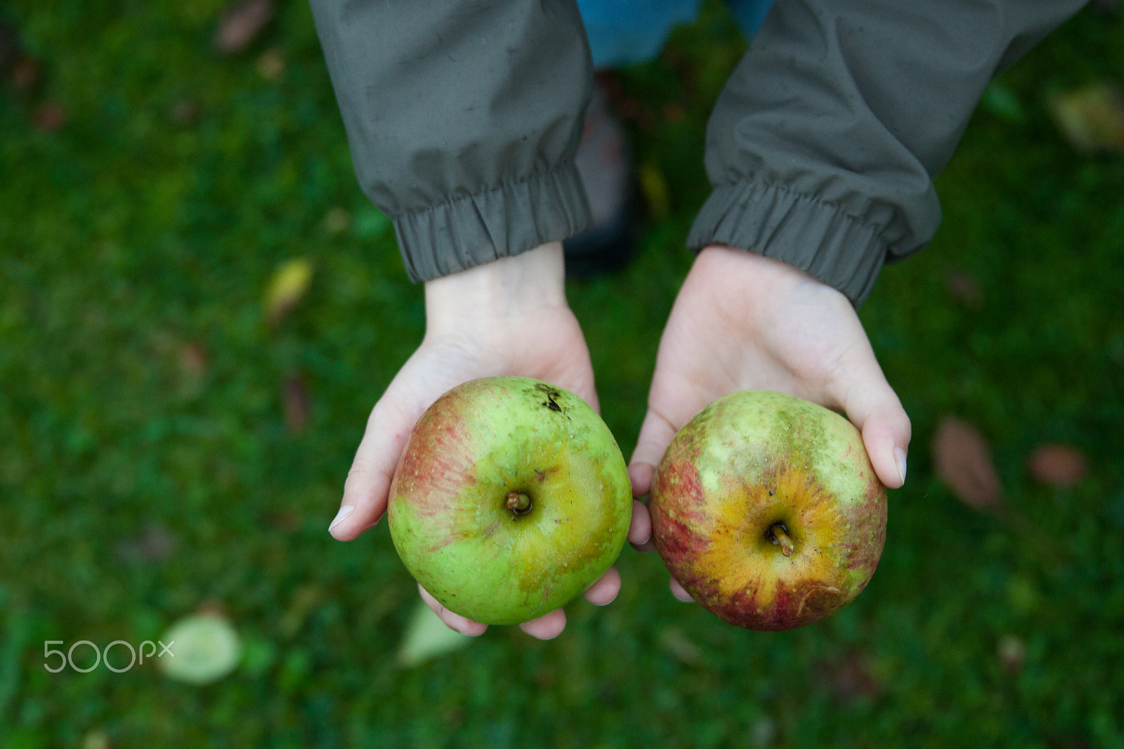 Canon EF 24-70mm F2.8L II USM sample photo. Young boy holding and eating apple, autumn garden photography