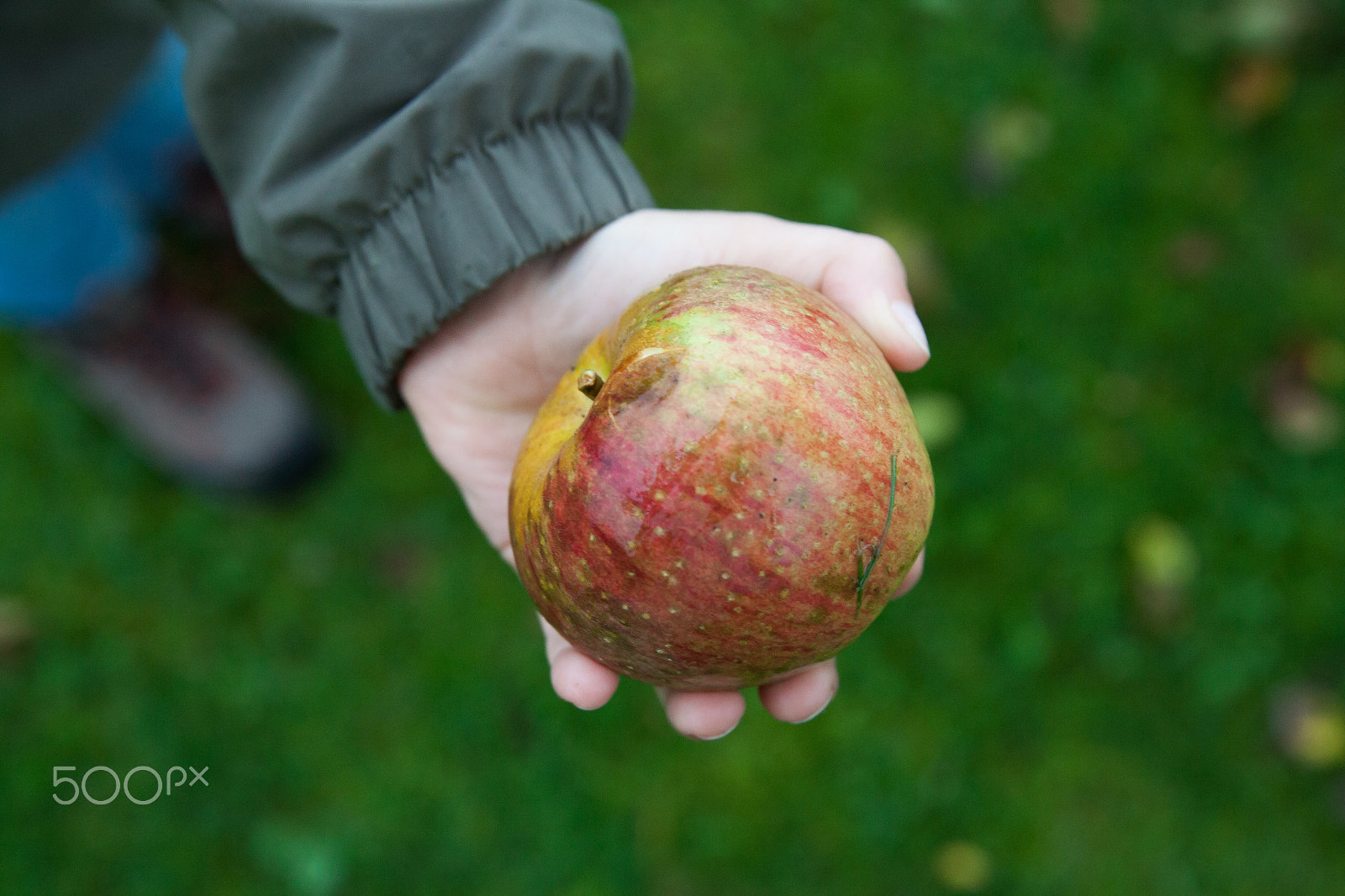 Canon EF 24-70mm F2.8L II USM sample photo. Young boy holding and eating apple, autumn garden photography