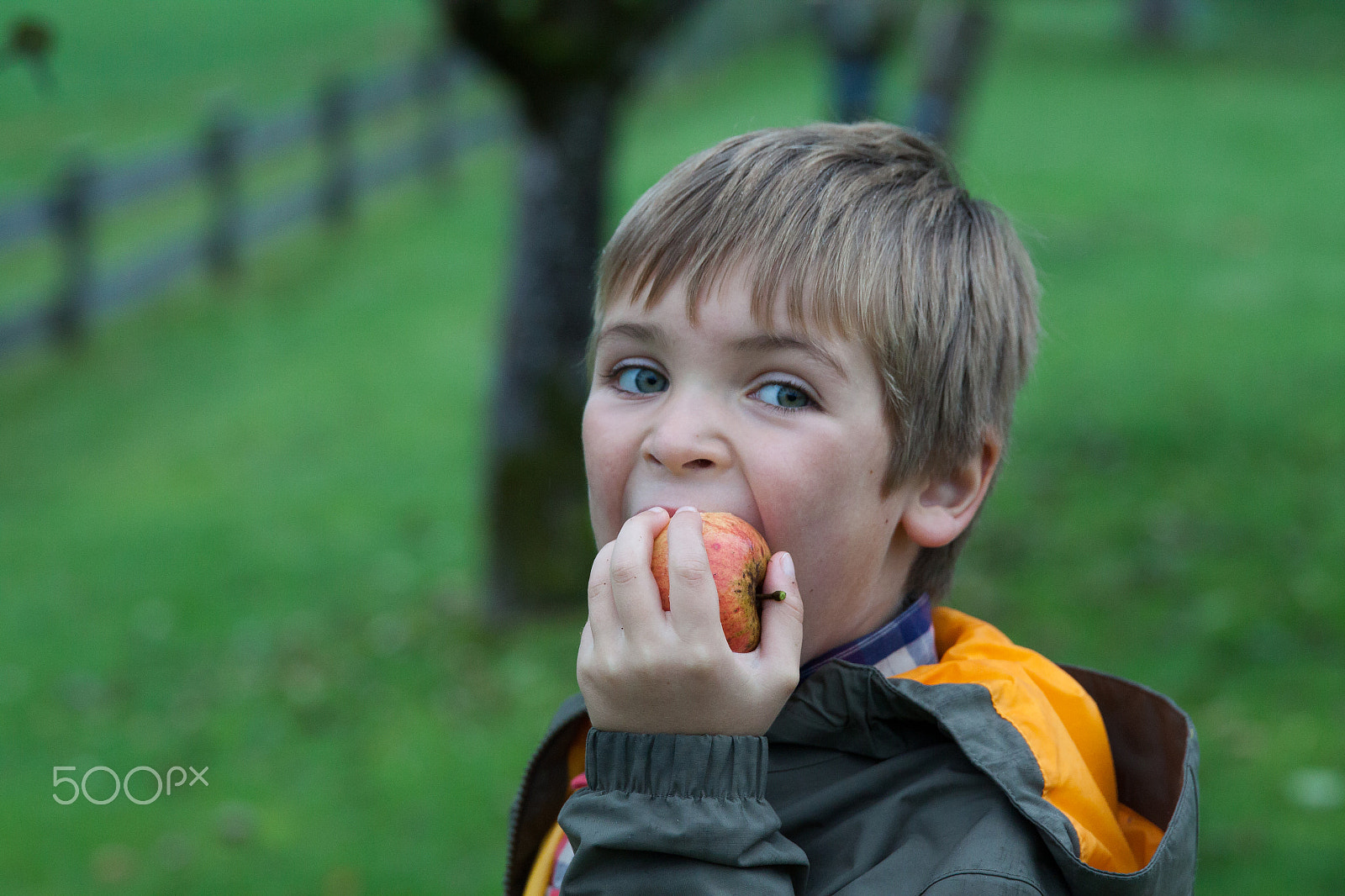 Canon EF 24-70mm F2.8L II USM sample photo. Young boy holding and eating apple, autumn garden photography