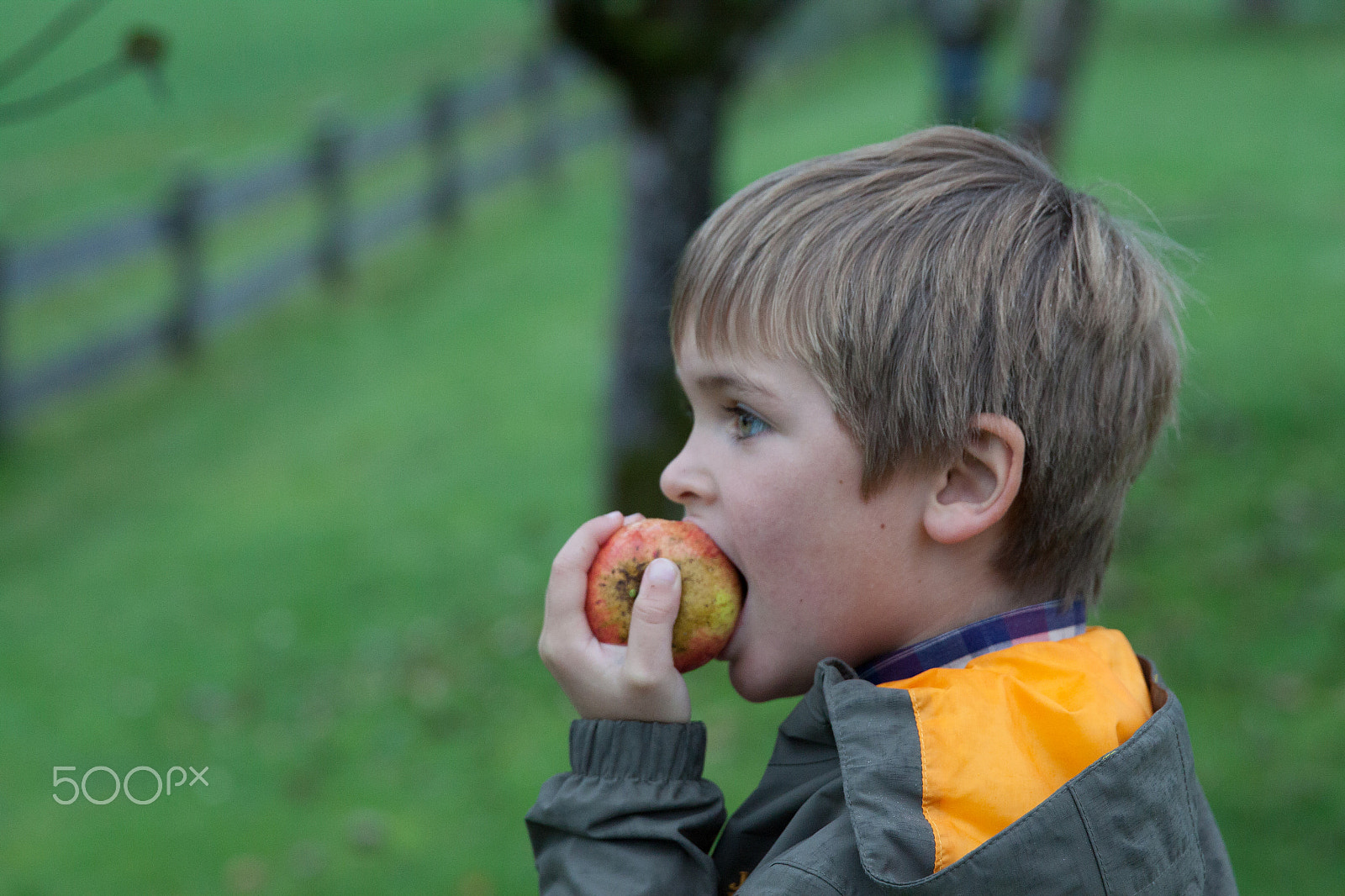 Canon EF 24-70mm F2.8L II USM sample photo. Young boy holding and eating apple, autumn garden photography