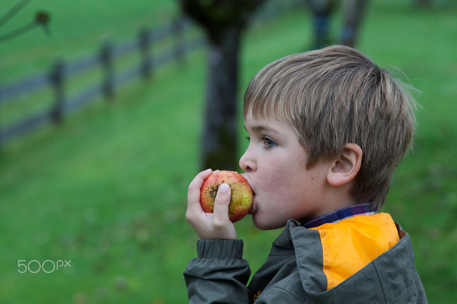 Canon EF 24-70mm F2.8L II USM sample photo. Young boy holding and eating apple, autumn garden photography