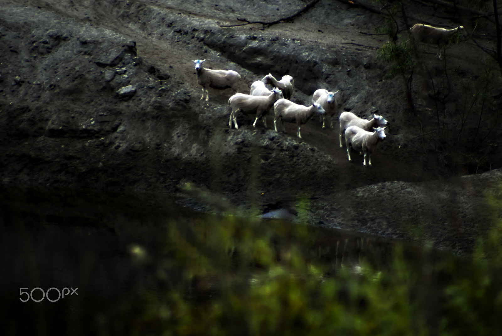 Cosina AF 100-300mm F5.6-6.7 sample photo. Sheep at the watering hole photography