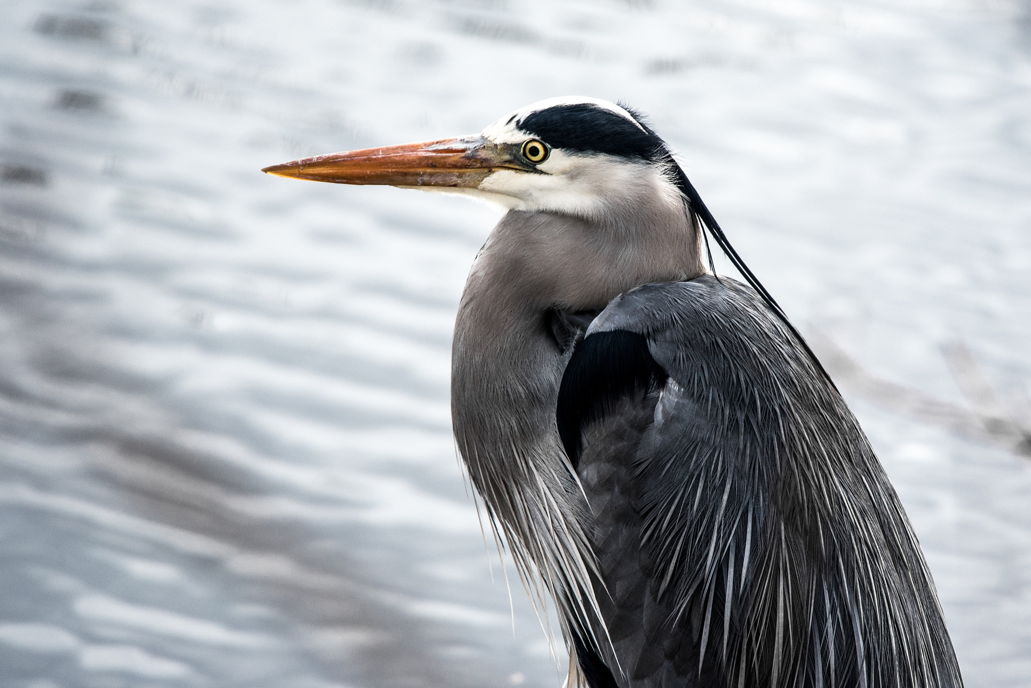 Nikon Nikkor AF-S 300mm F4E PF ED VR sample photo. Portrait of heron photography