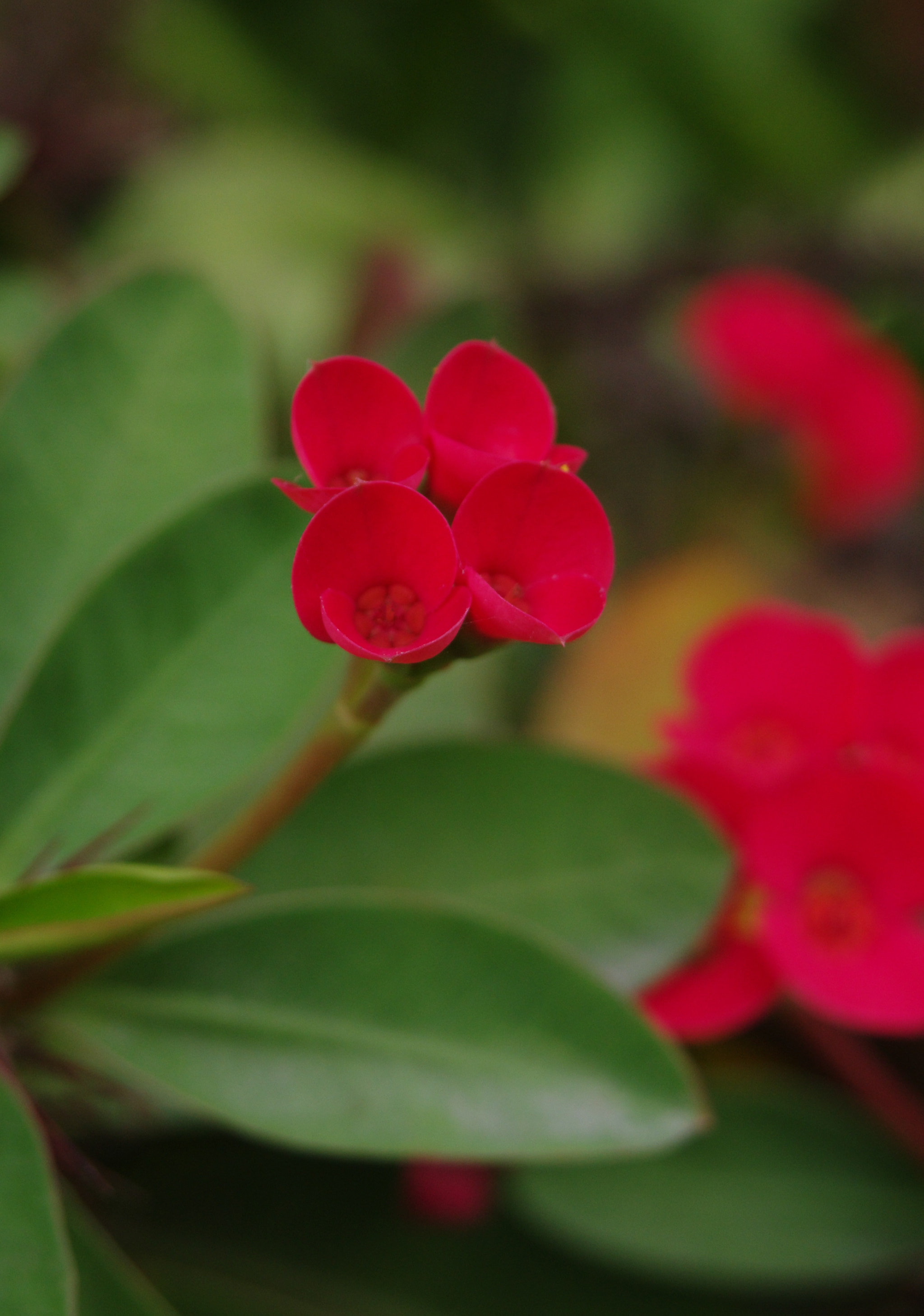smc PENTAX-F 35-70mm F3.5-4.5 sample photo. Untitled photography