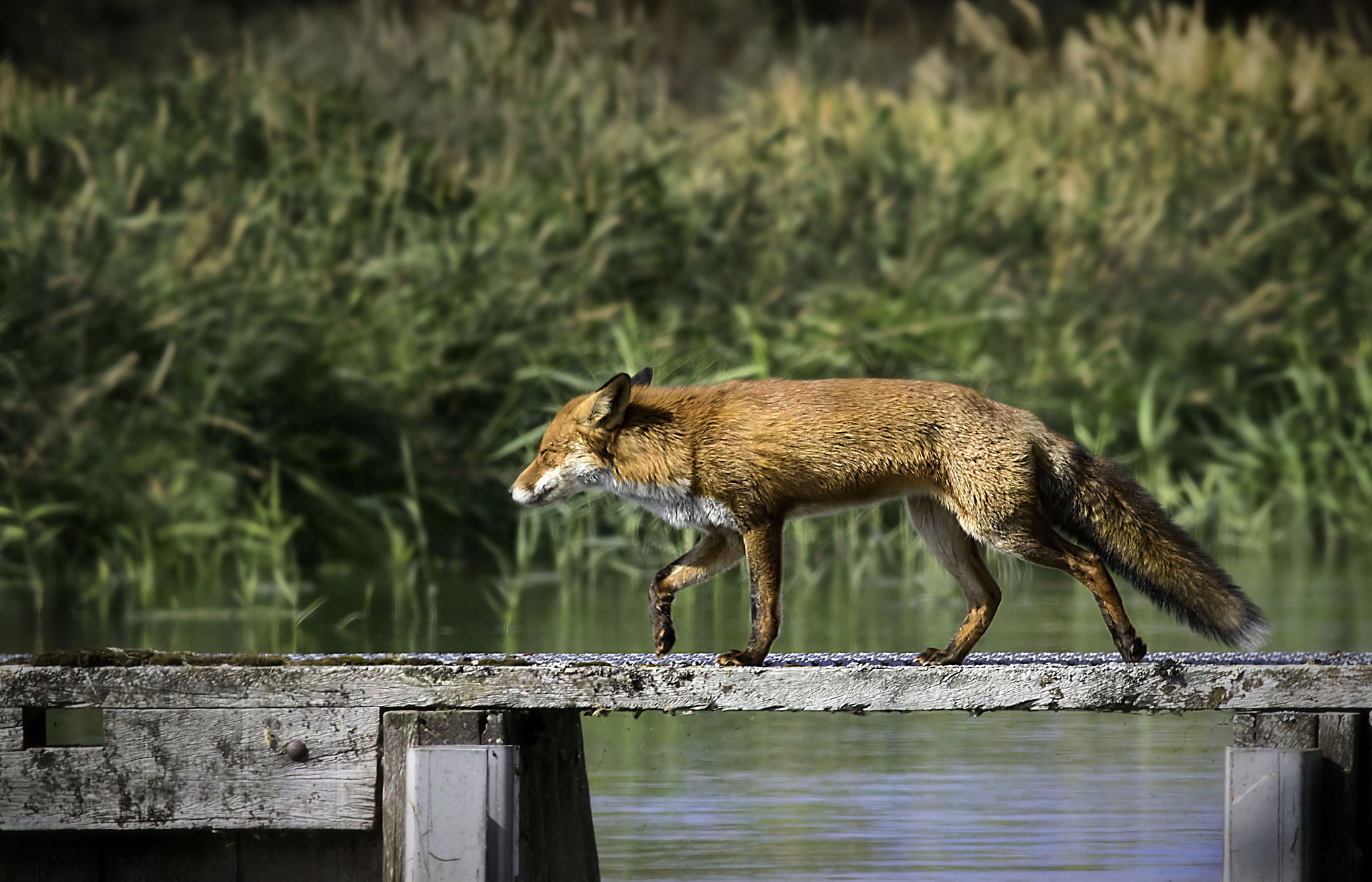 Canon EF 400mm F5.6L USM sample photo. Crossing the bridge photography