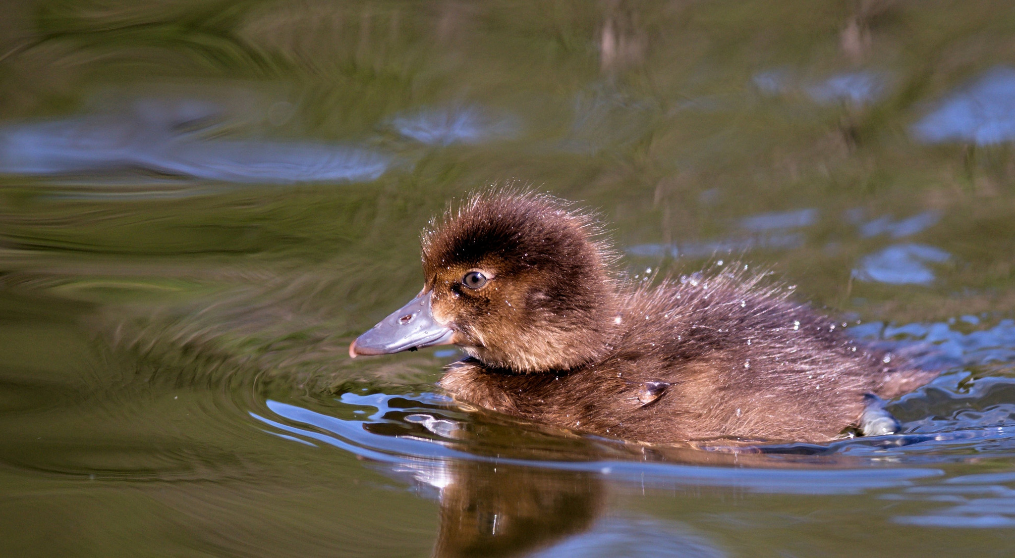 Nikon D610 + Nikon AF-S Nikkor 300mm F4D ED-IF sample photo. Animals photography