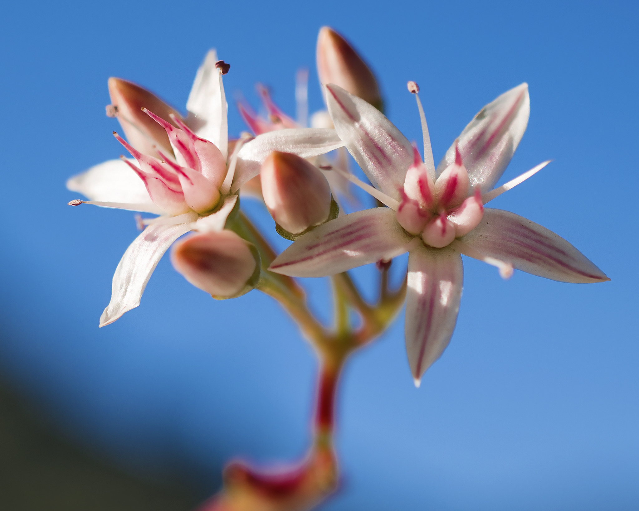 Sony E 30mm F3.5 Macro sample photo. Just a little flower (✿‿✿) photography