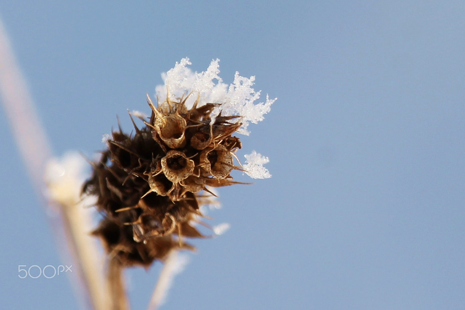 Canon EF-S 55-250mm F4-5.6 IS STM sample photo. Nature photography