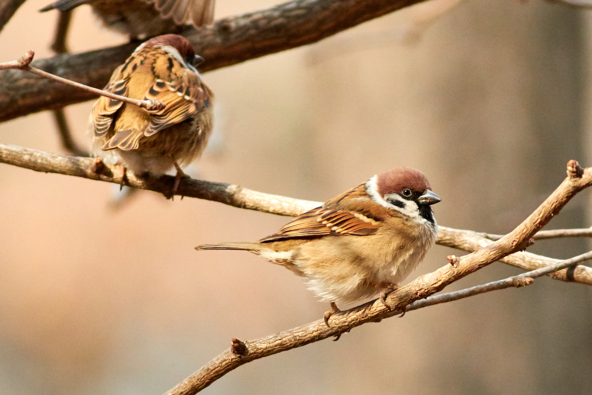 Canon EF 400mm F5.6L USM sample photo. Blending in photography