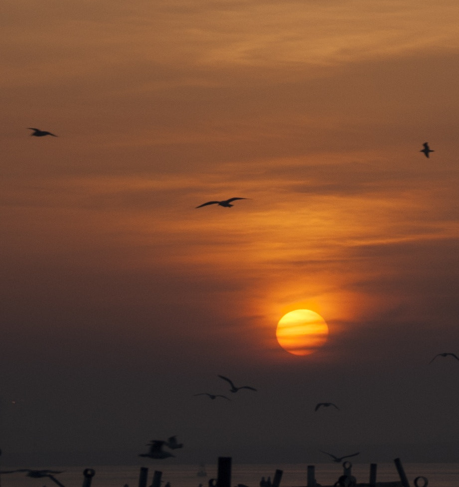 Sony Alpha DSLR-A300 + Tamron AF 28-105mm F4-5.6 [IF] sample photo. Sunset with sea gull photography