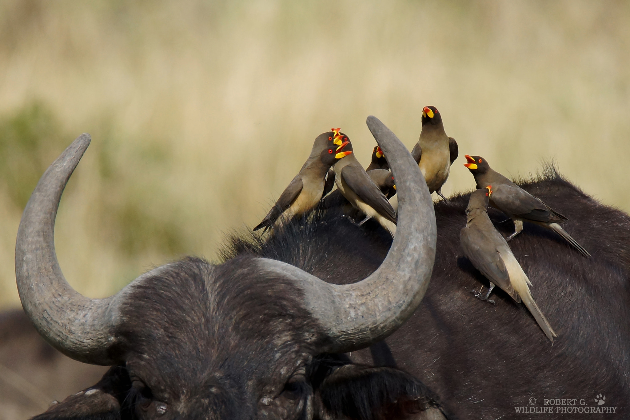 Sony SLT-A77 sample photo. Oxpecker meeting  masai mara 2016 photography