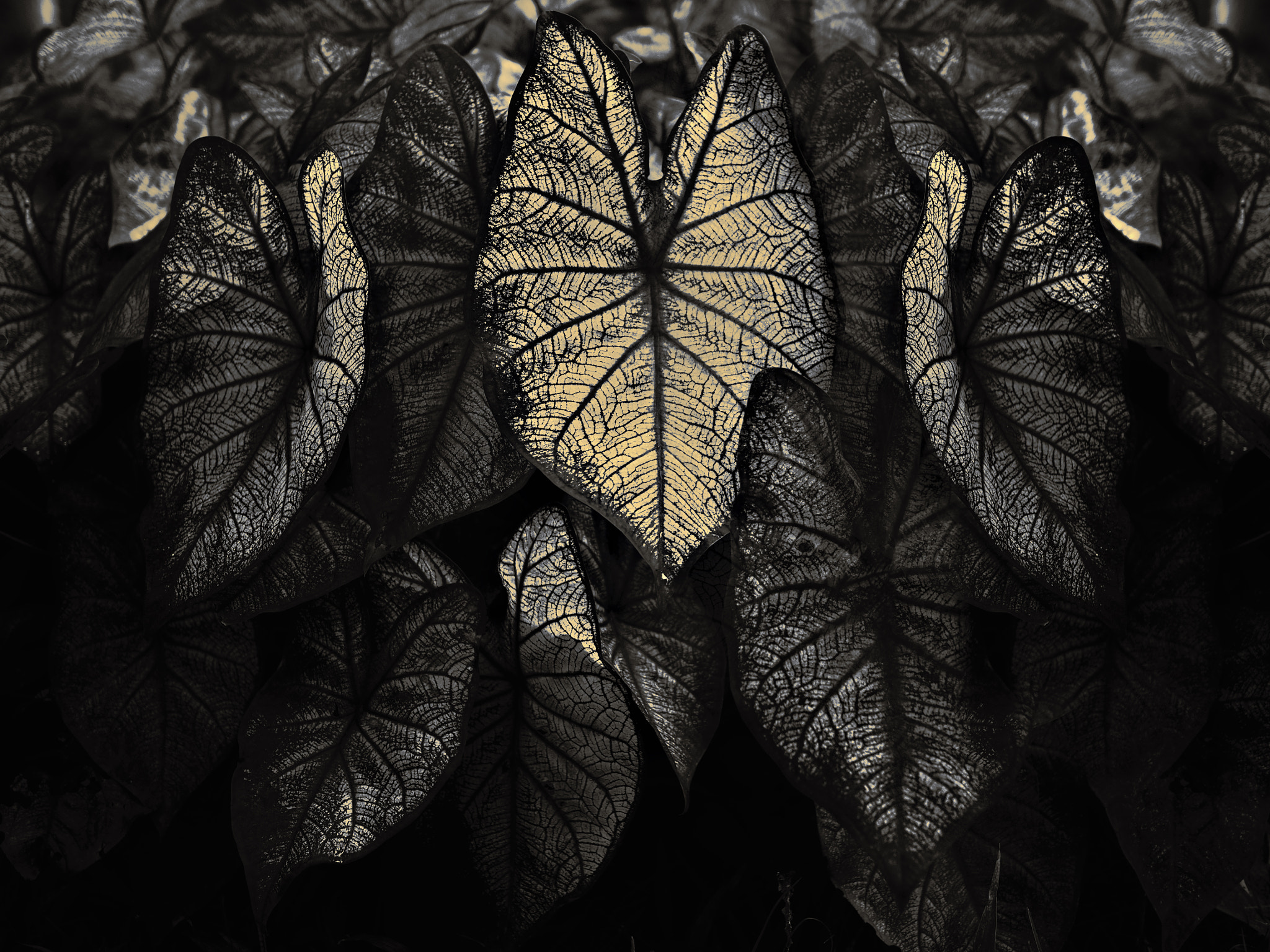Olympus OM-D E-M5 II + Olympus M.Zuiko Digital 25mm F1.8 sample photo. Alien plants vale do ribeira 2016 photography
