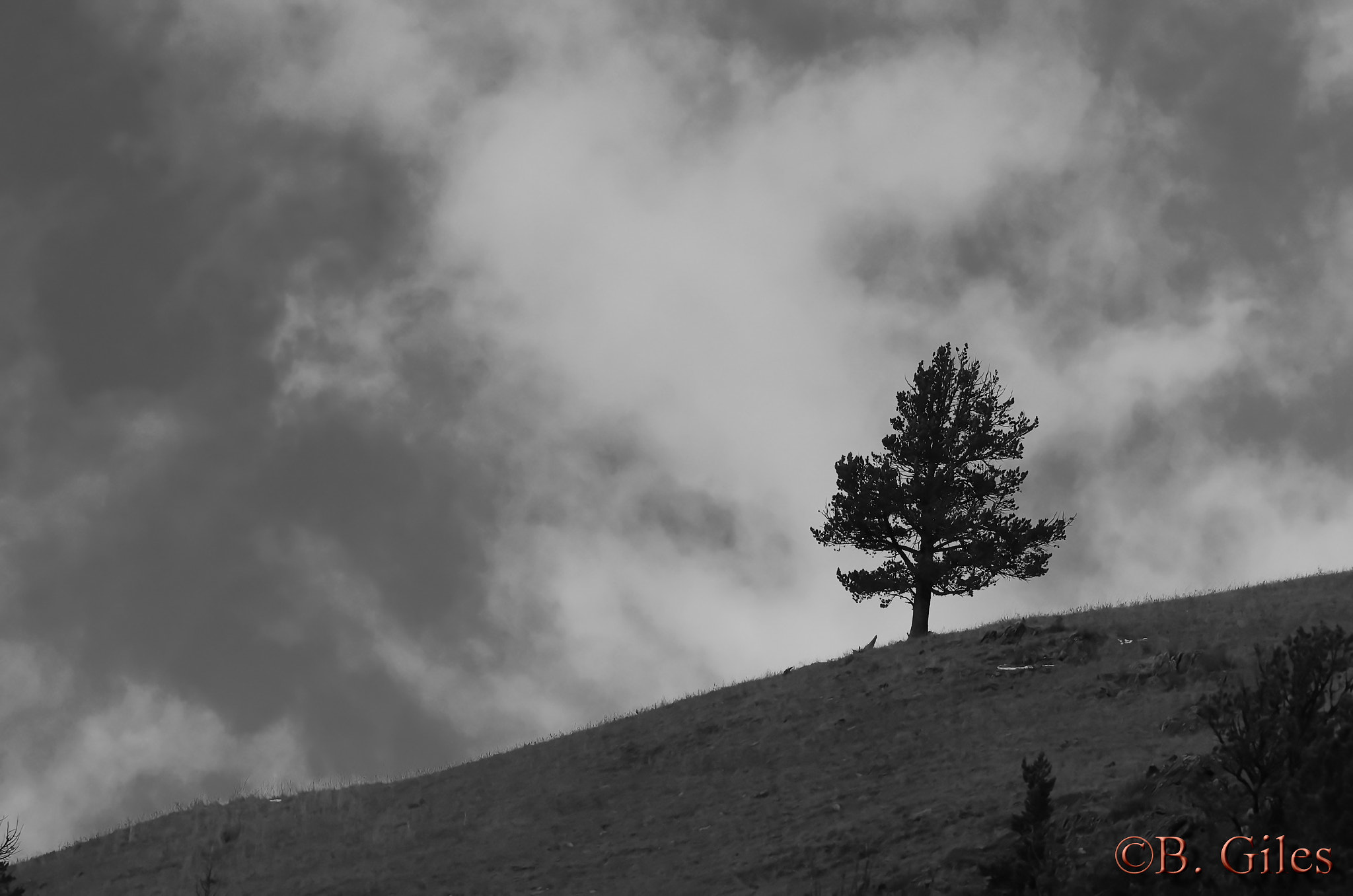 Pentax smc DA* 60-250mm F4.0 ED (IF) SDM sample photo. Lone tree photography