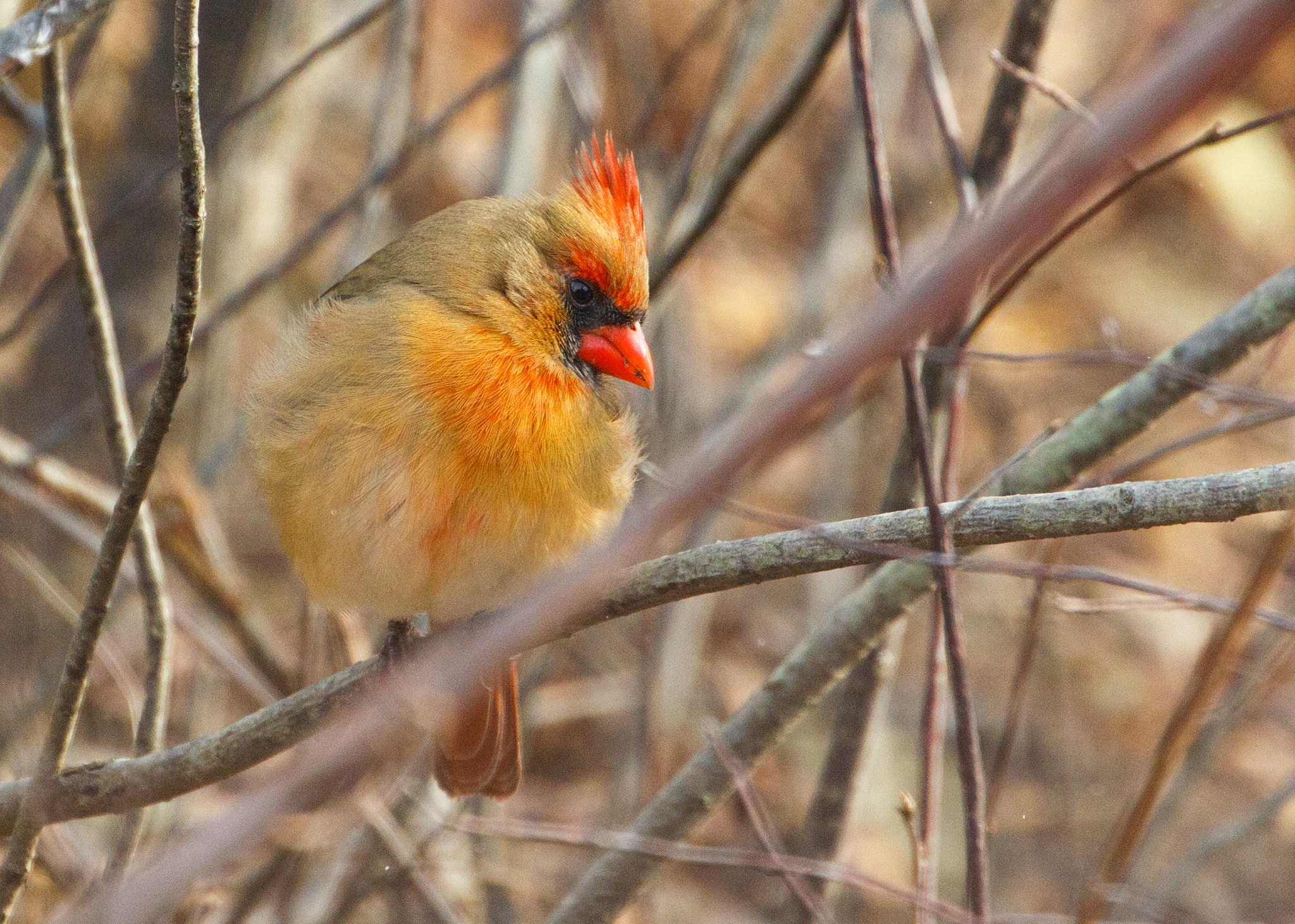 Canon EF 70-300mm F4-5.6L IS USM sample photo. Mrs cardinal photography
