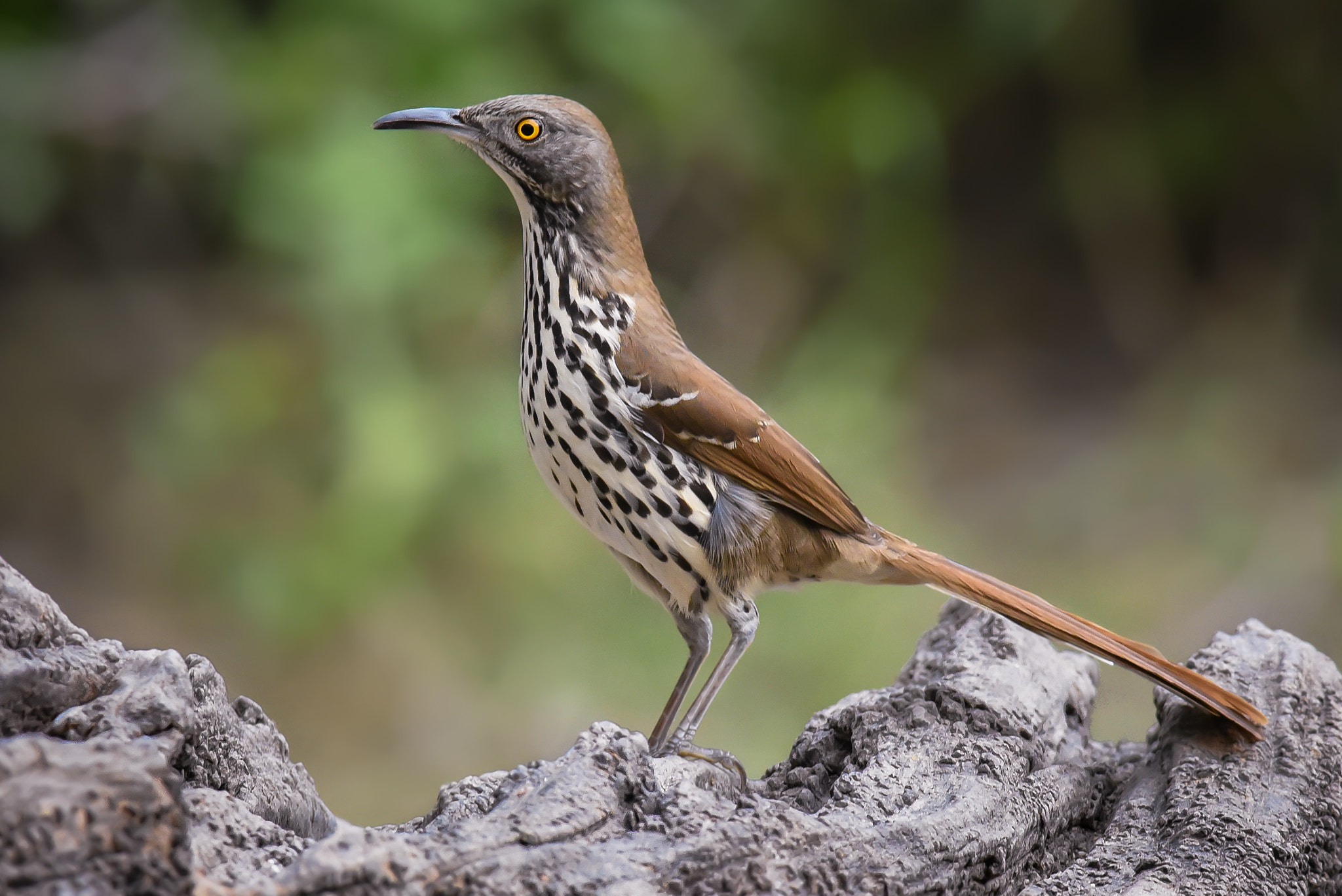 Nikon AF-S Nikkor 300mm F2.8G ED-IF VR sample photo. Long-billed thrasher photography
