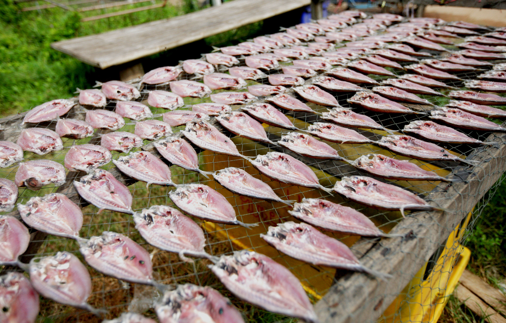 Canon EOS-1Ds Mark III sample photo. Dried fish photography