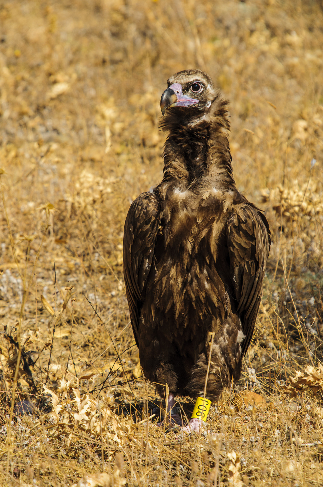 Nikon D300 sample photo. Black vulture photography