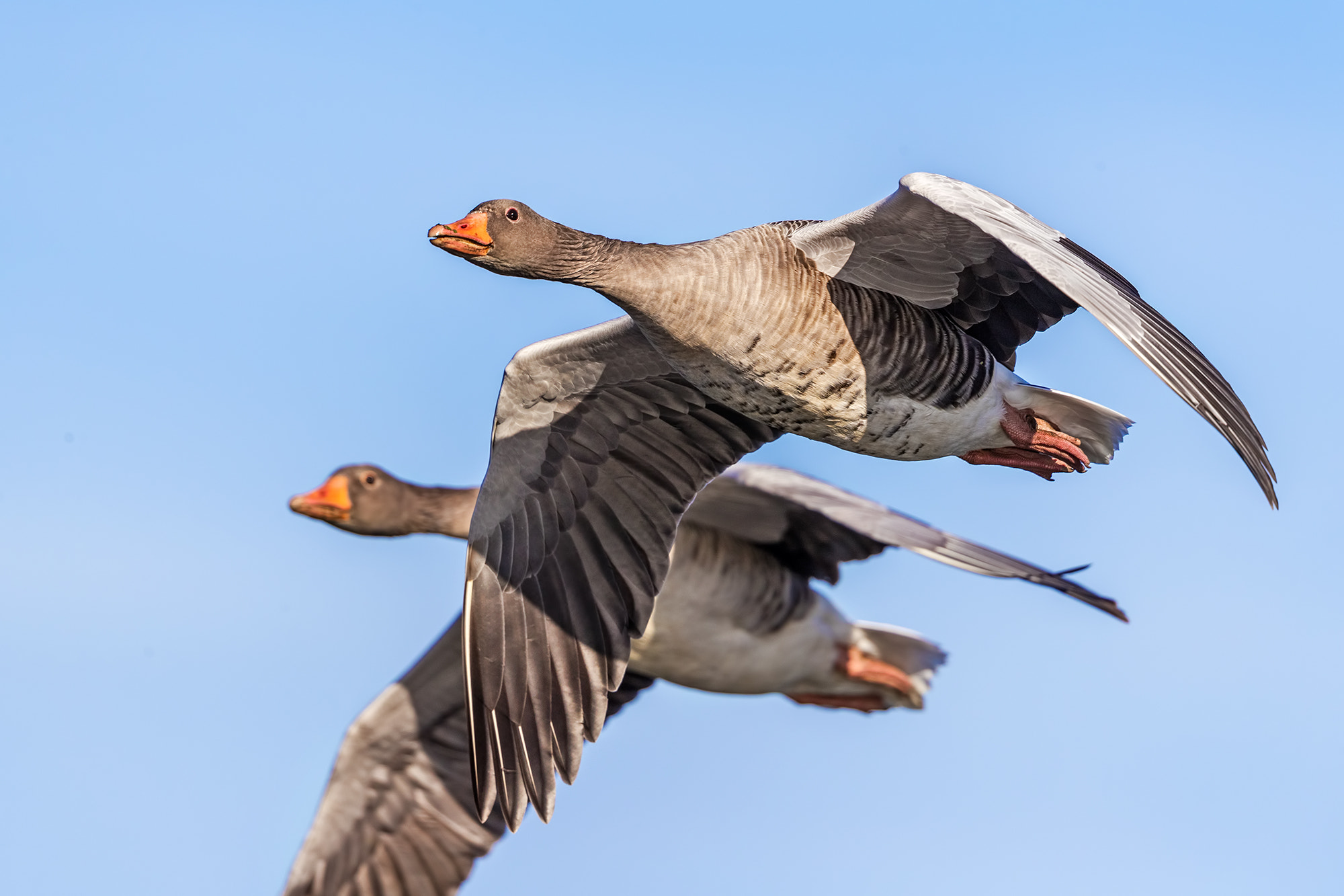Canon EOS-1D X Mark II + Canon EF 500mm F4L IS II USM sample photo. Wild geese photography