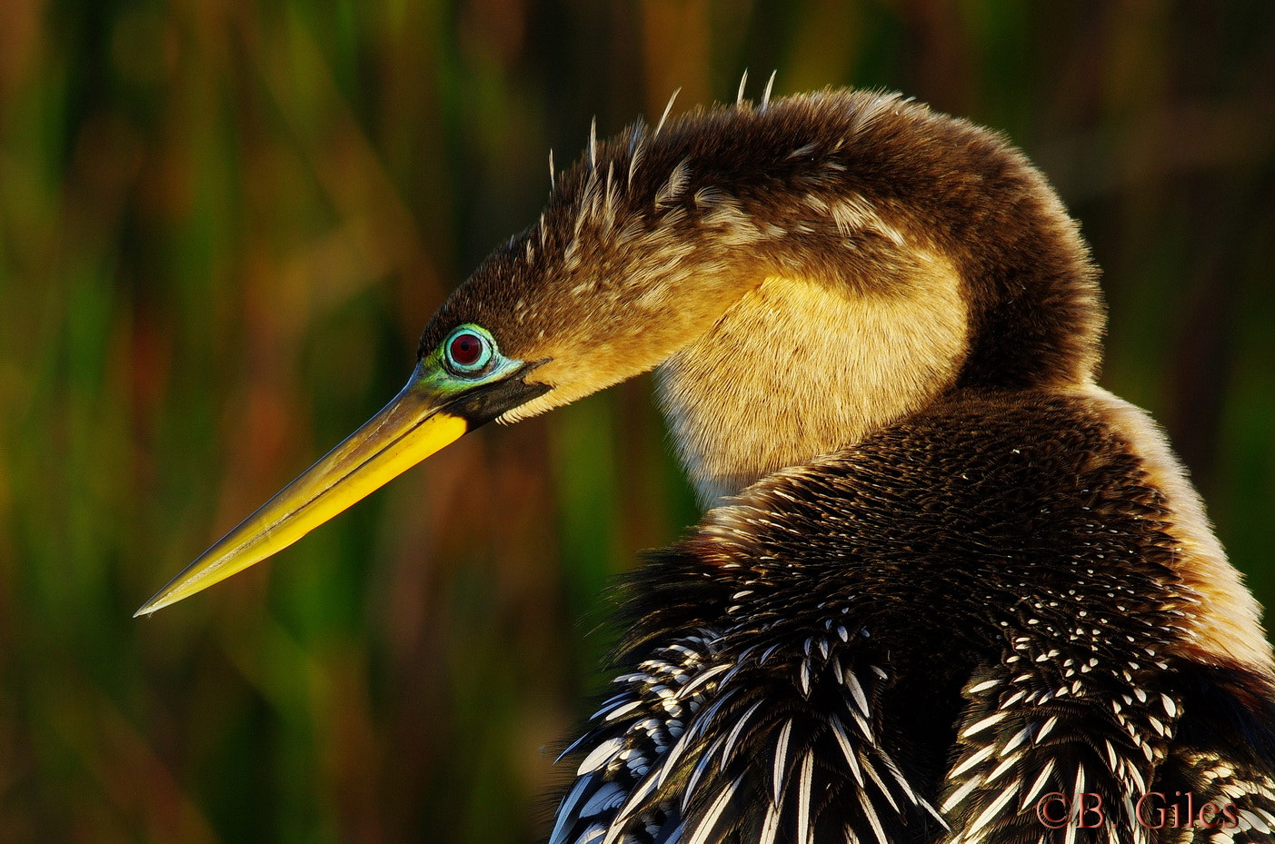 Pentax K-5 IIs sample photo. Anhinga in early light photography