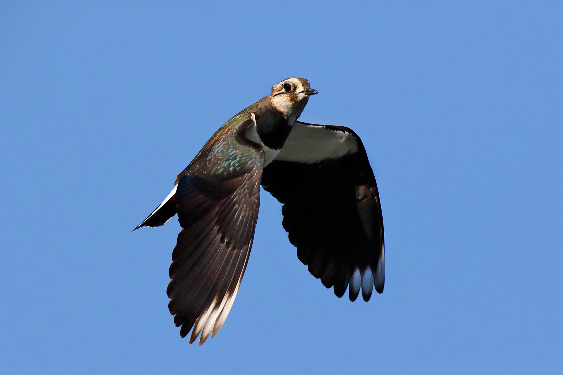 Canon EOS 7D Mark II sample photo. Black bellied plover in flight photography