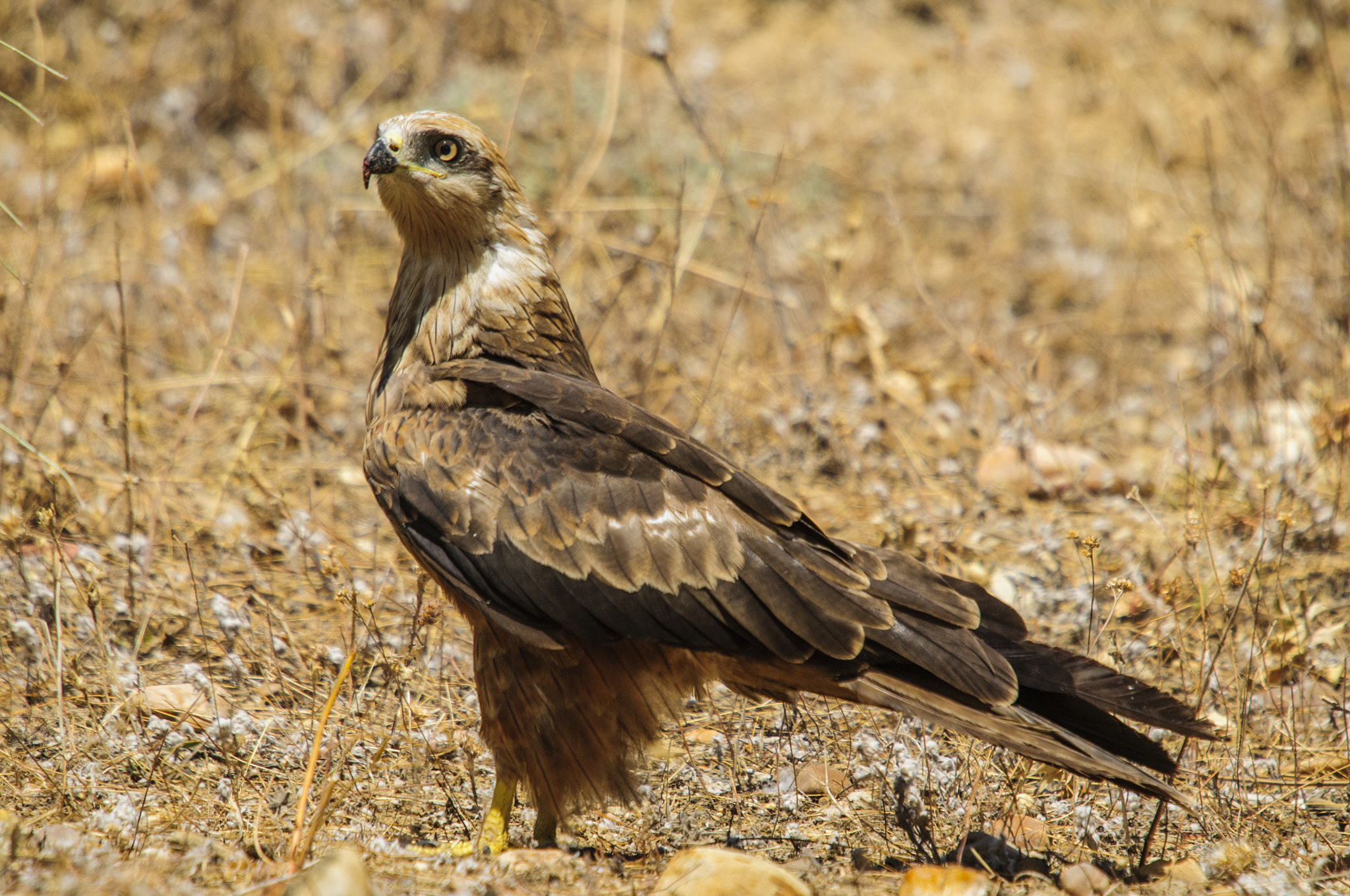Sigma 50-500mm F4-6.3 EX APO RF HSM sample photo. Black kite photography