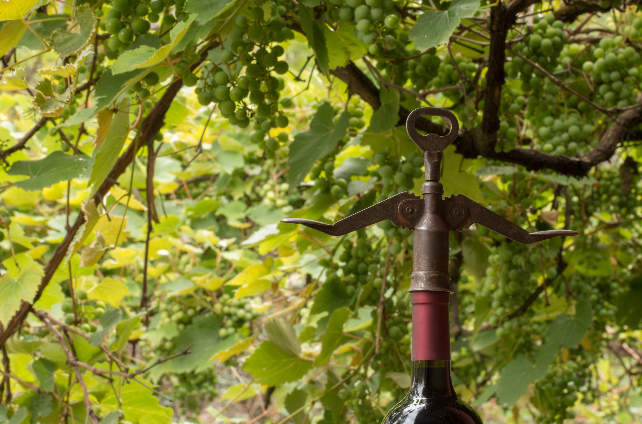 Canon EF 100mm F2.8L Macro IS USM sample photo. Wine photography