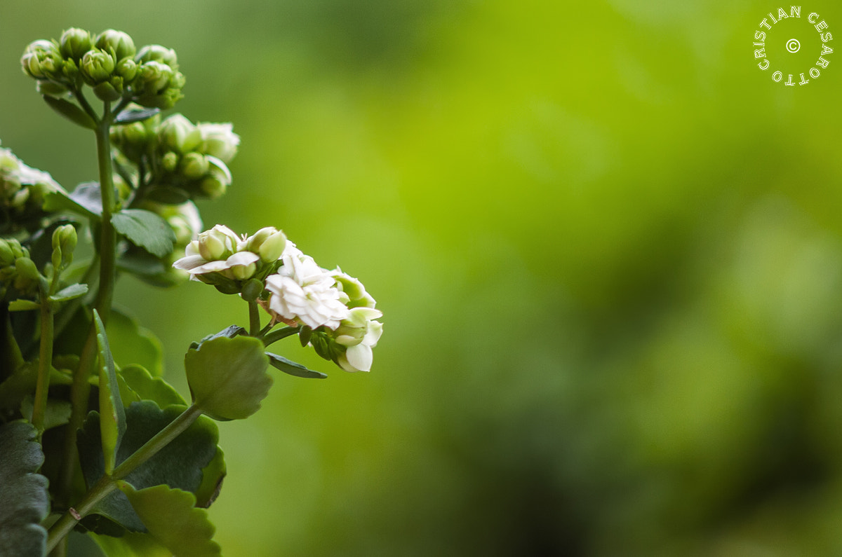 Nikon D2Hs sample photo. Flower #4 - kalanchoe photography