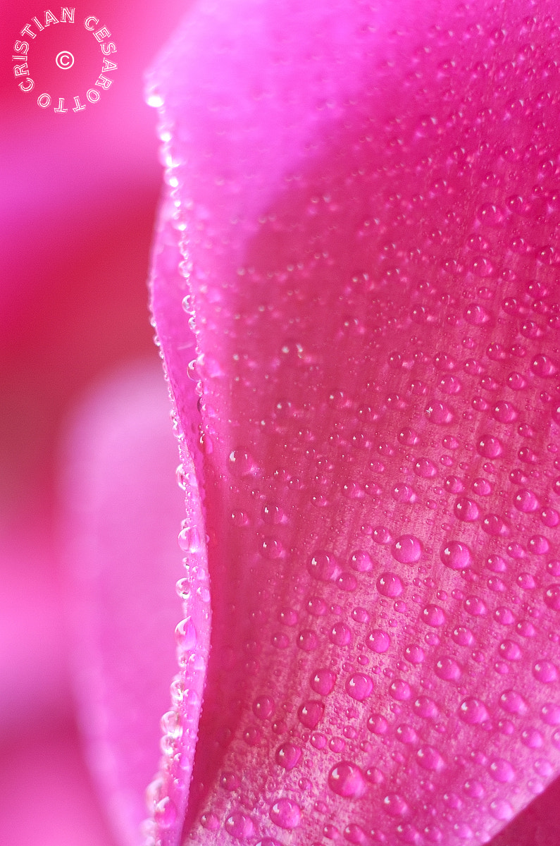 Nikon D2Hs sample photo. Flower #5 - cyclamens, drops of water on petal photography