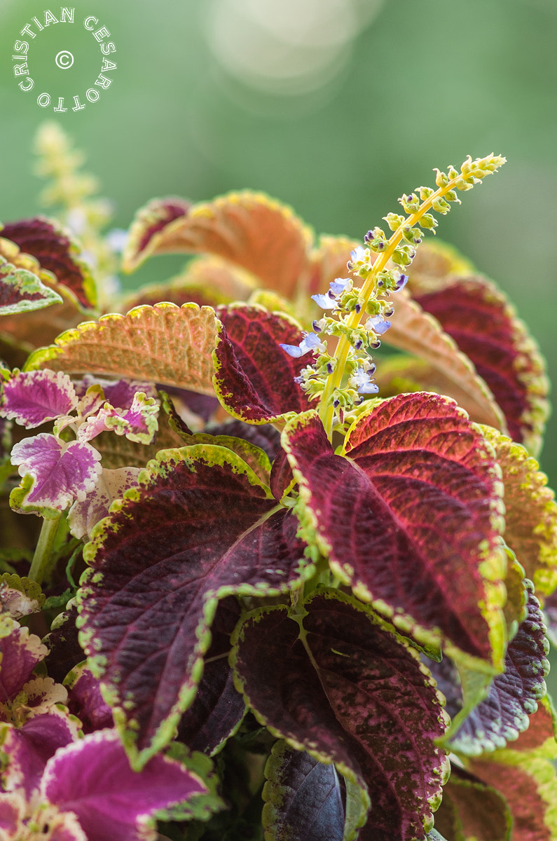 Nikon D2Hs sample photo. Flower #3 - coleus blumei photography