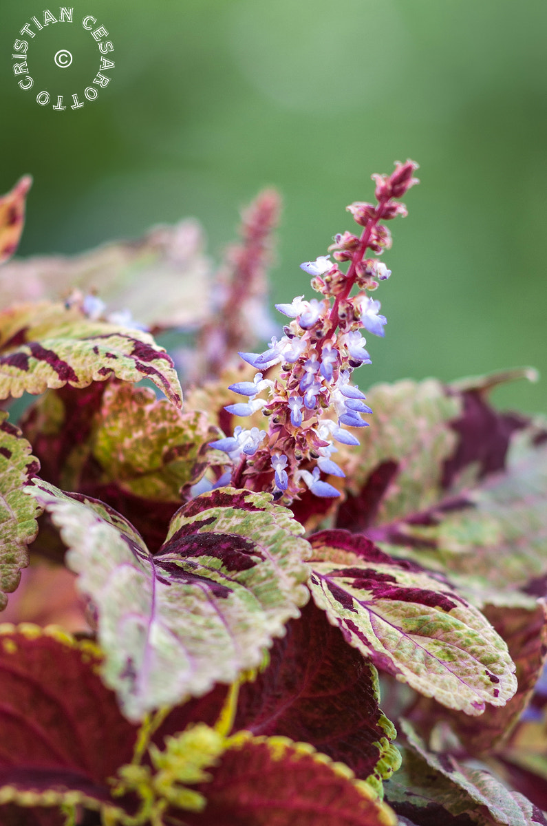 Nikon D2Hs sample photo. Flower #2 - coleus blumei photography