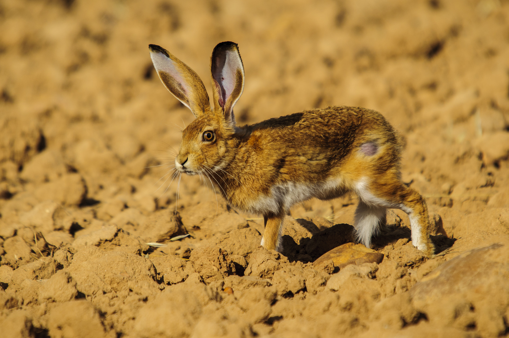 Sigma 50-500mm F4-6.3 EX APO RF HSM sample photo. Hare photography