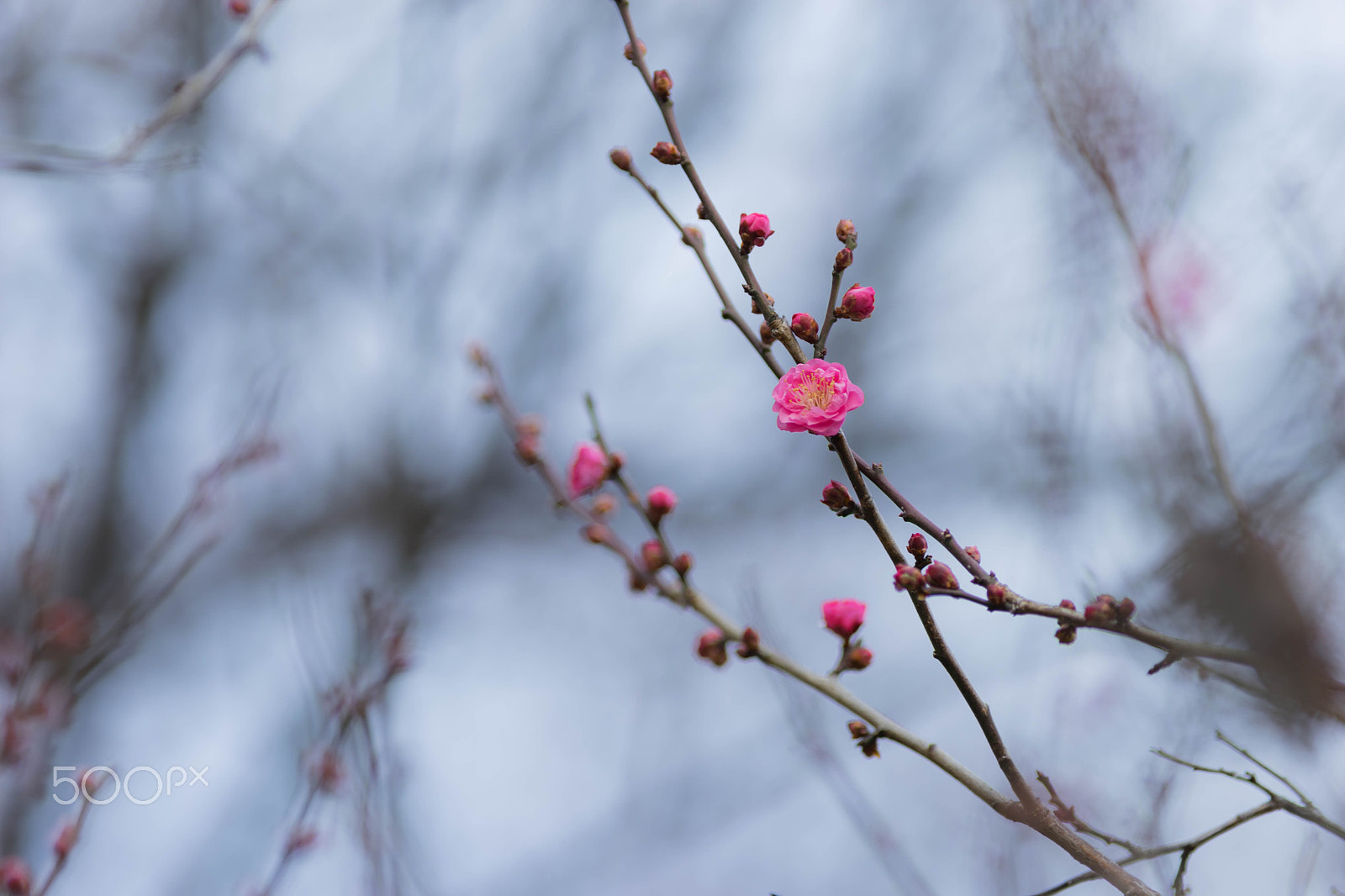 Sony a7 II + Canon EF 200mm F2.8L II USM sample photo. Pink plum photography