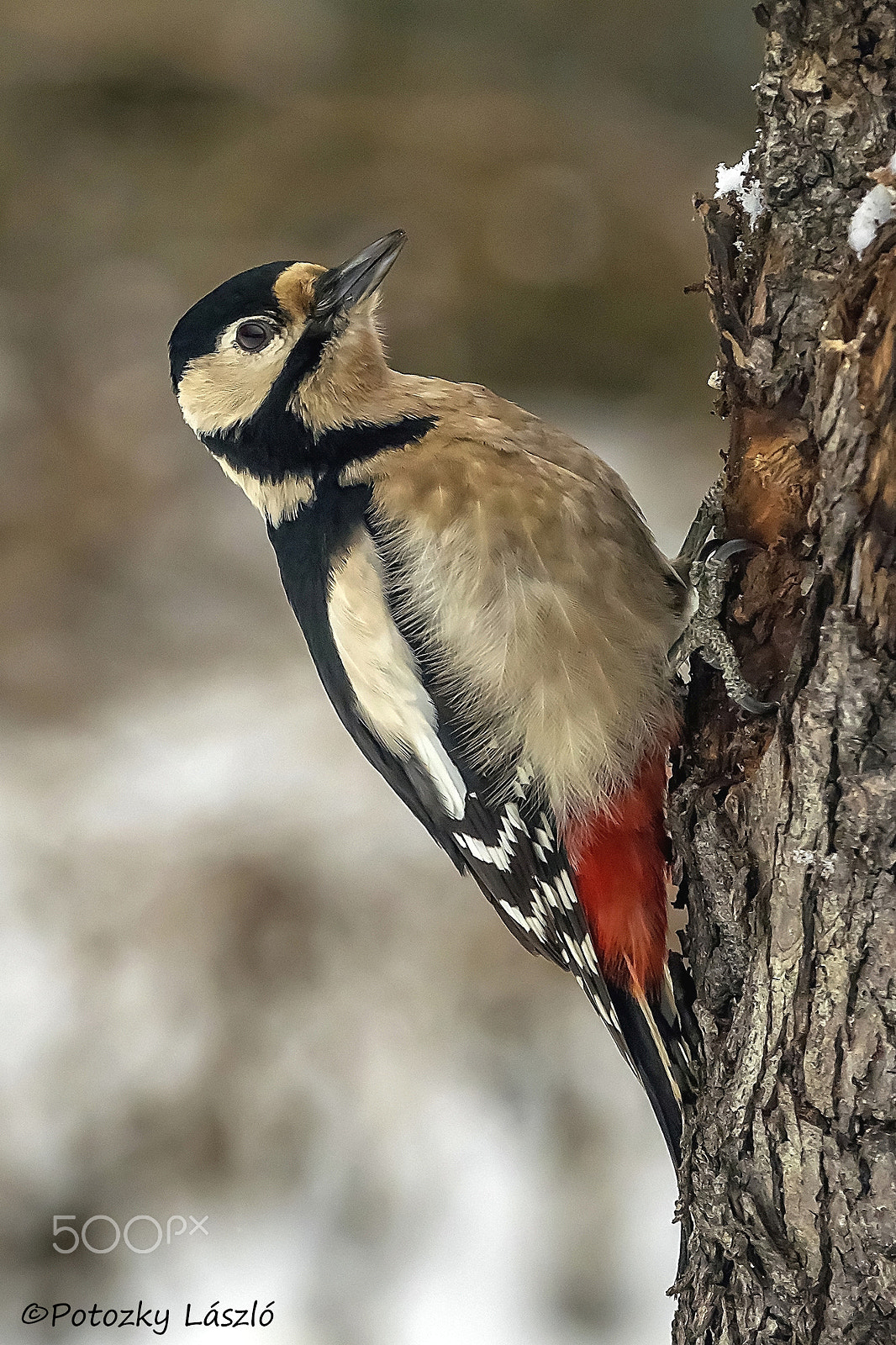 Olympus OM-D E-M1 + OLYMPUS M.300mm F4.0 sample photo. Great spotted woodpecker photography