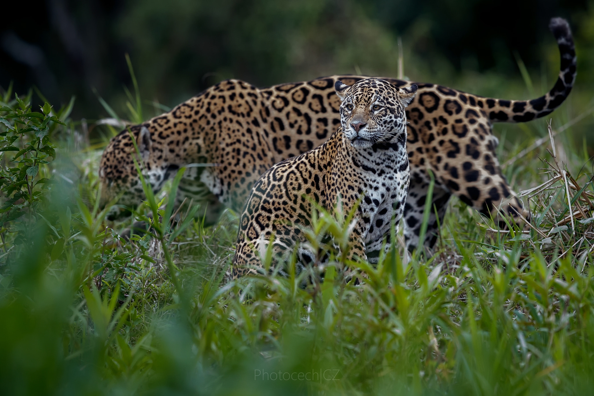 Canon EF 300mm F2.8L IS II USM sample photo. Once upon a time in brazil photography