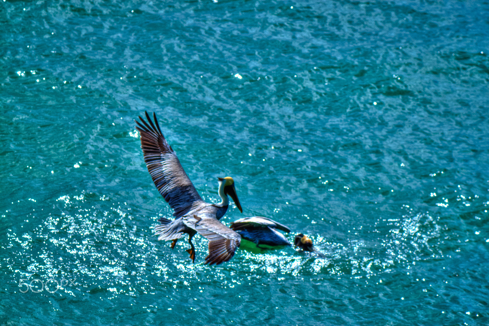 Canon EOS 500D (EOS Rebel T1i / EOS Kiss X3) + Canon EF-S 55-250mm F4-5.6 IS sample photo. Pelican in flight photography