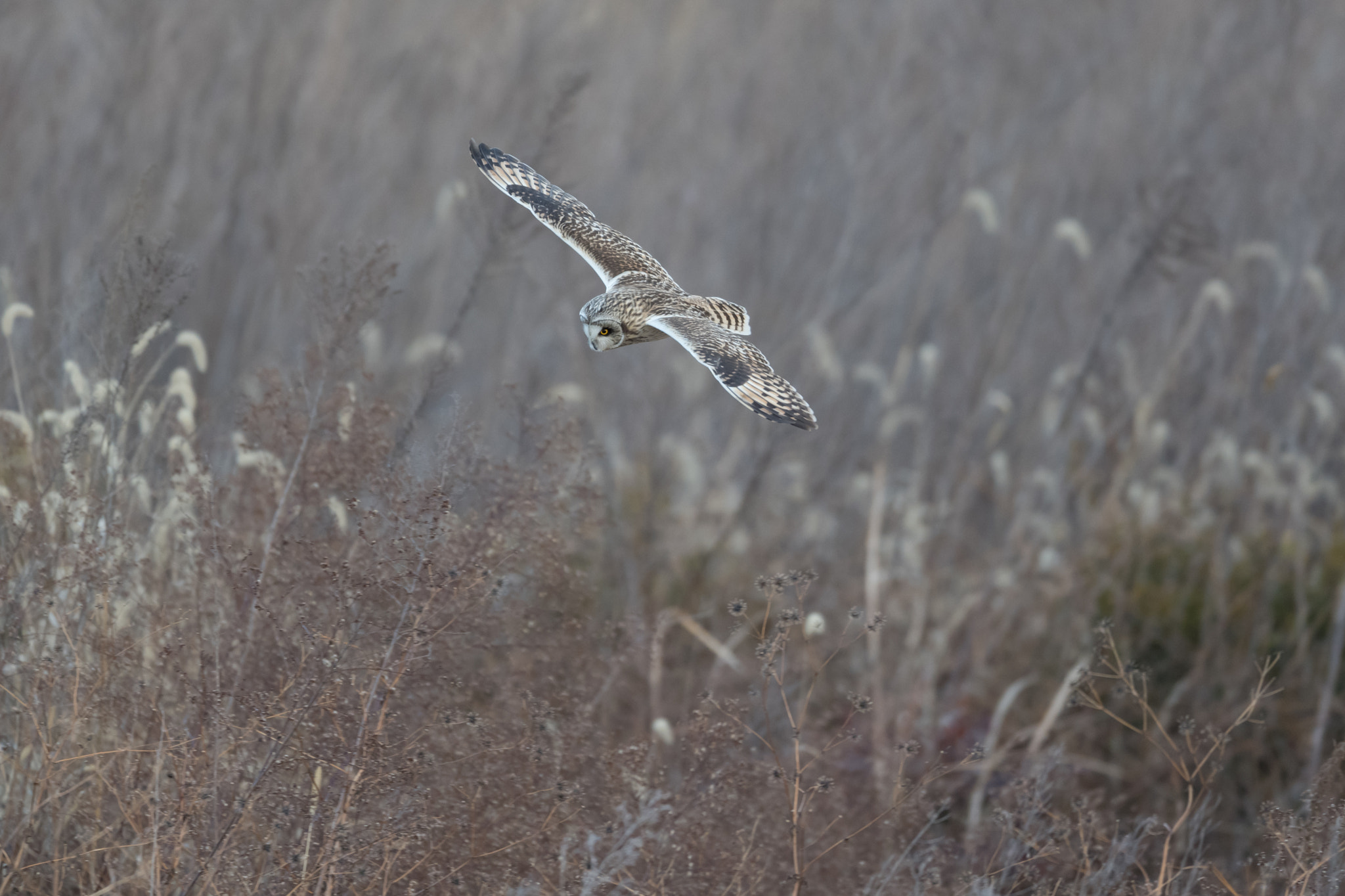 Nikon AF-S Nikkor 600mm F4E FL ED VR sample photo. コミミズク photography